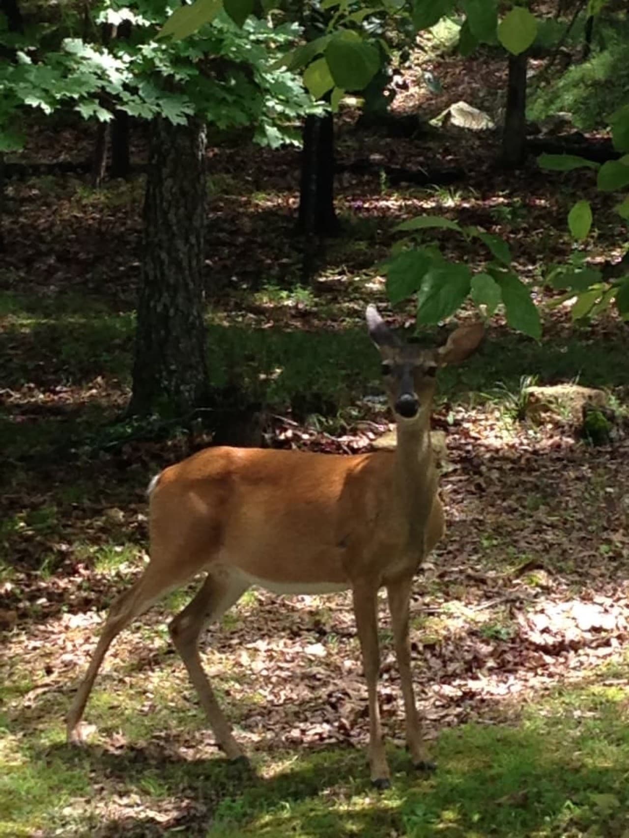 Lots of Wildlife like Deer