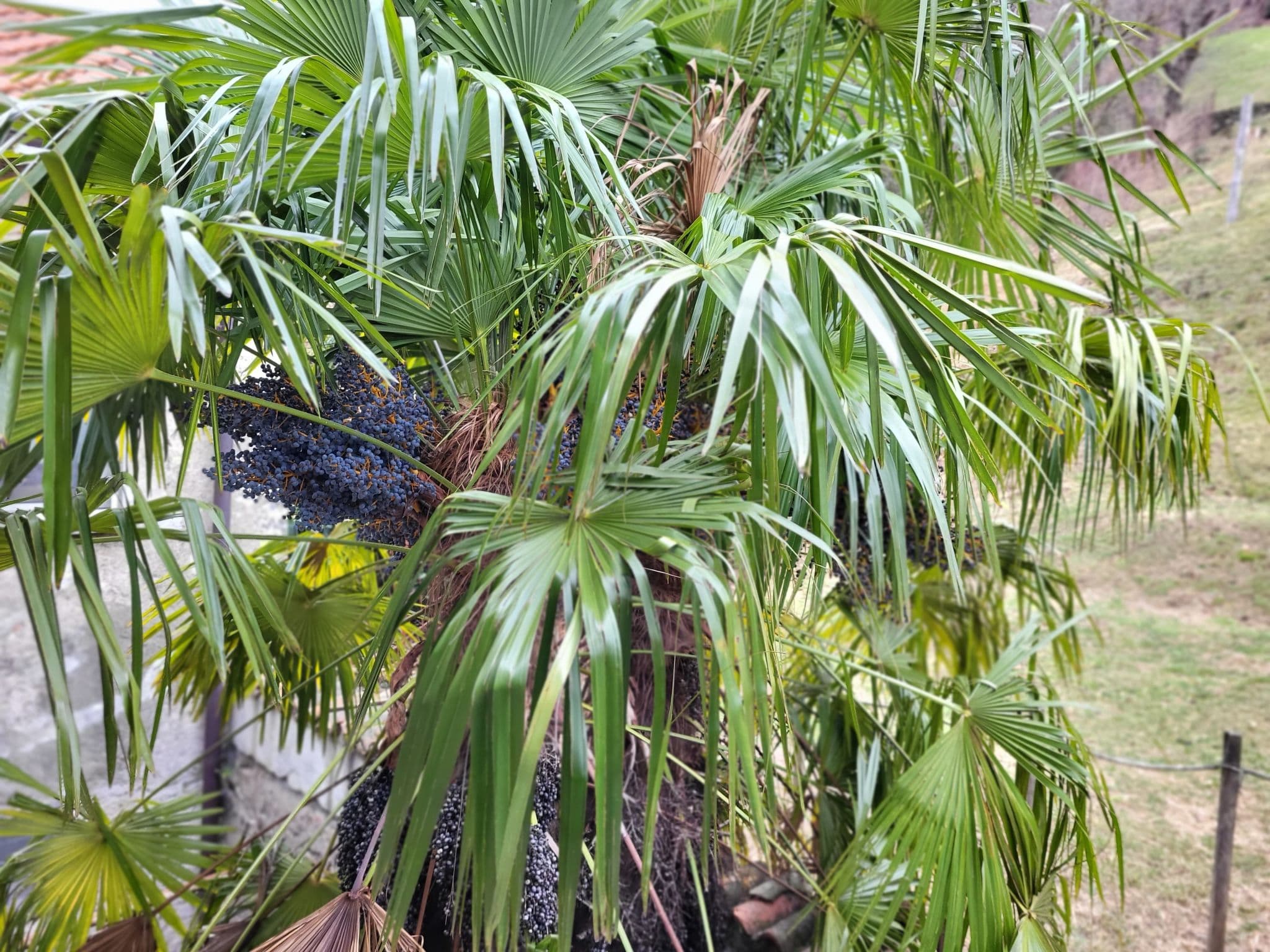 Outdoor