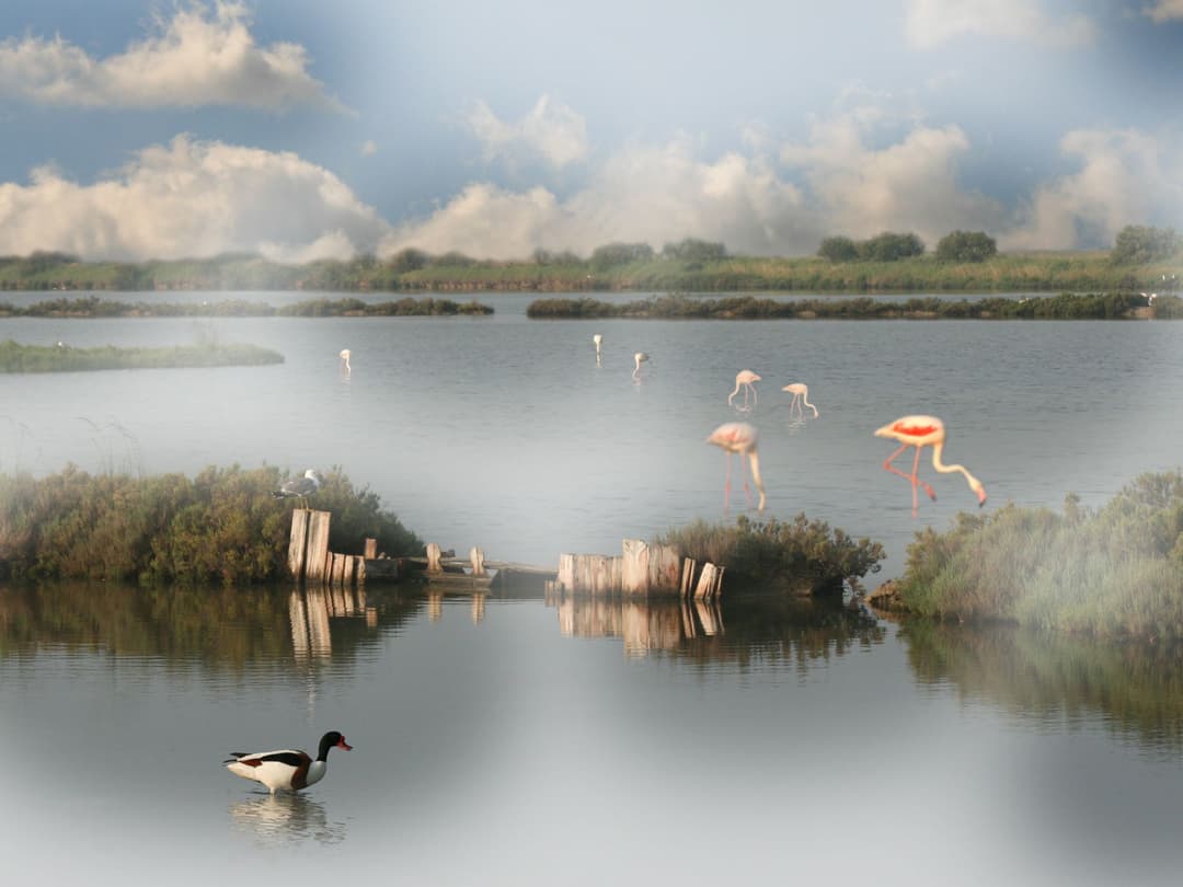 Large Image