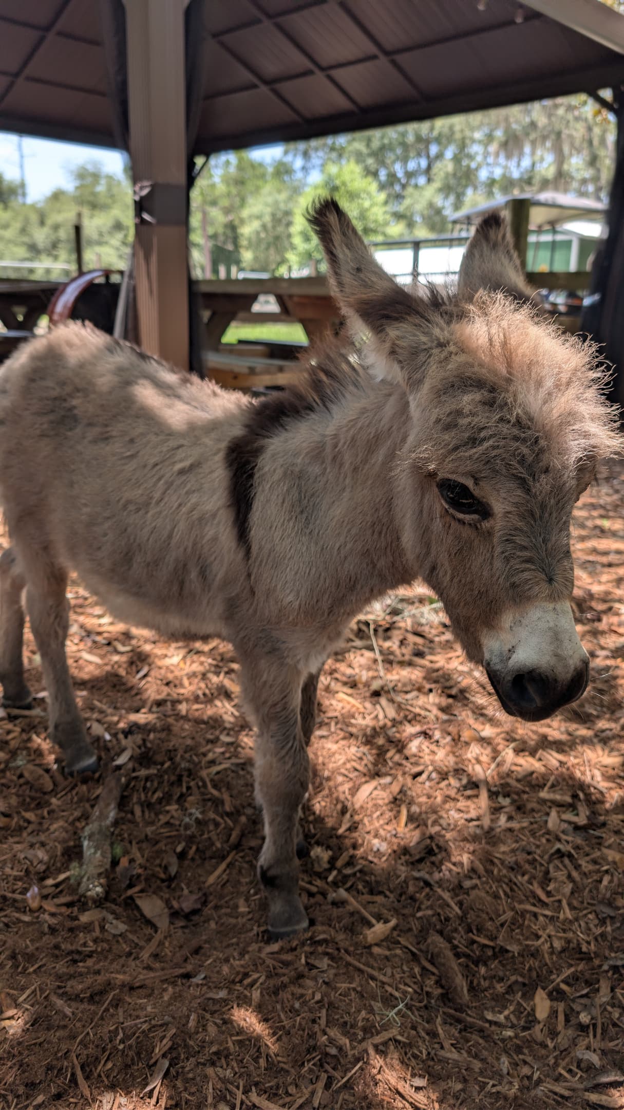 Dexter is our newest resident!