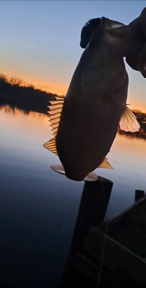 Bass straight from the dock