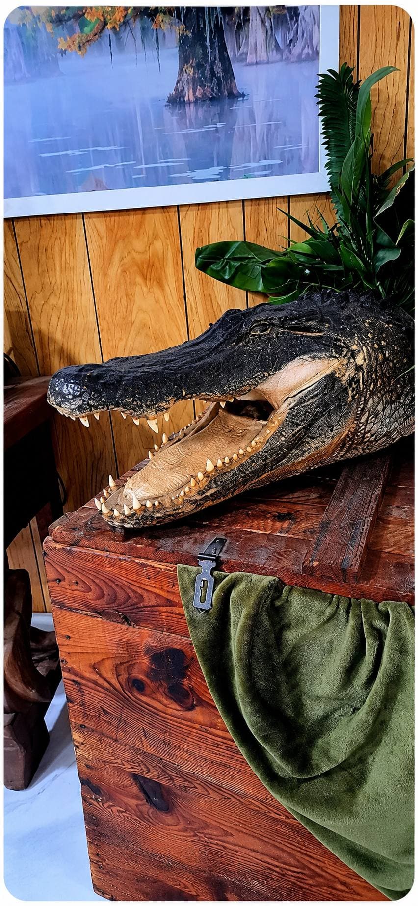 Our mascot 