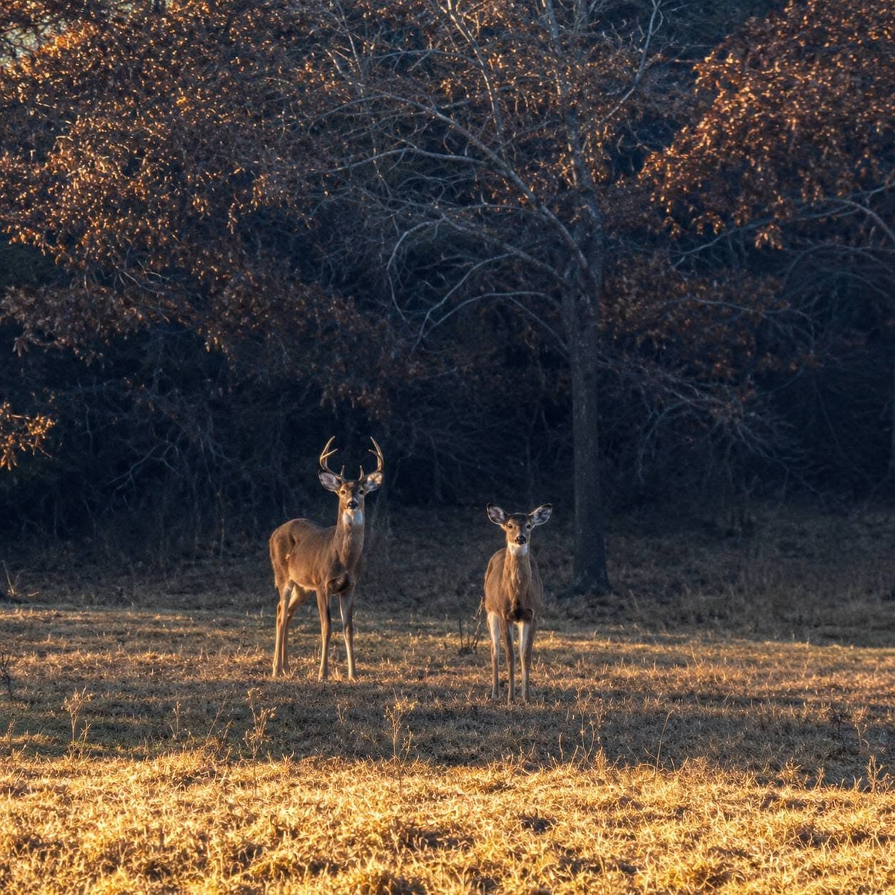 Our neighborhood friends in the yard