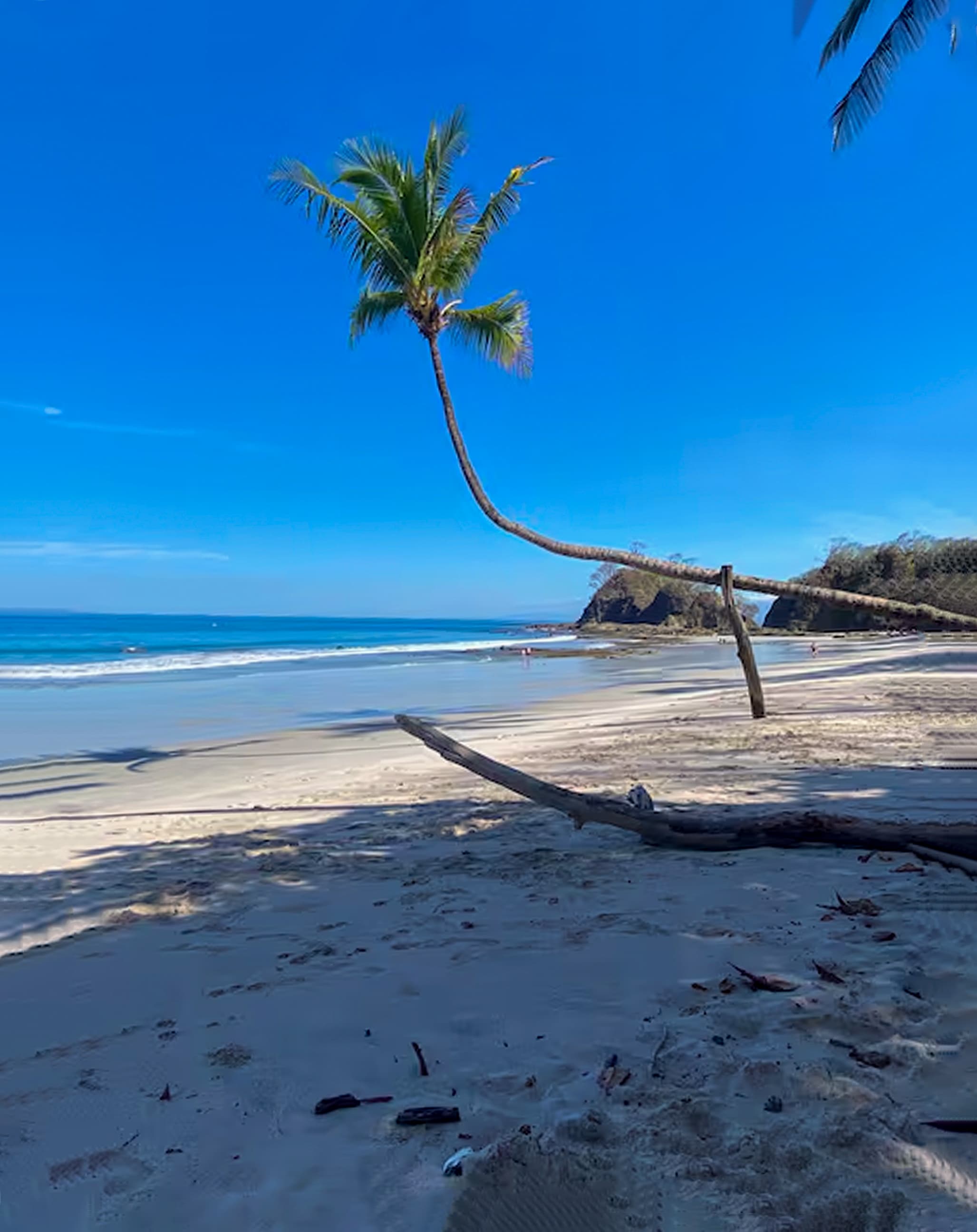 Famous Playa Blanca Palm Tree
