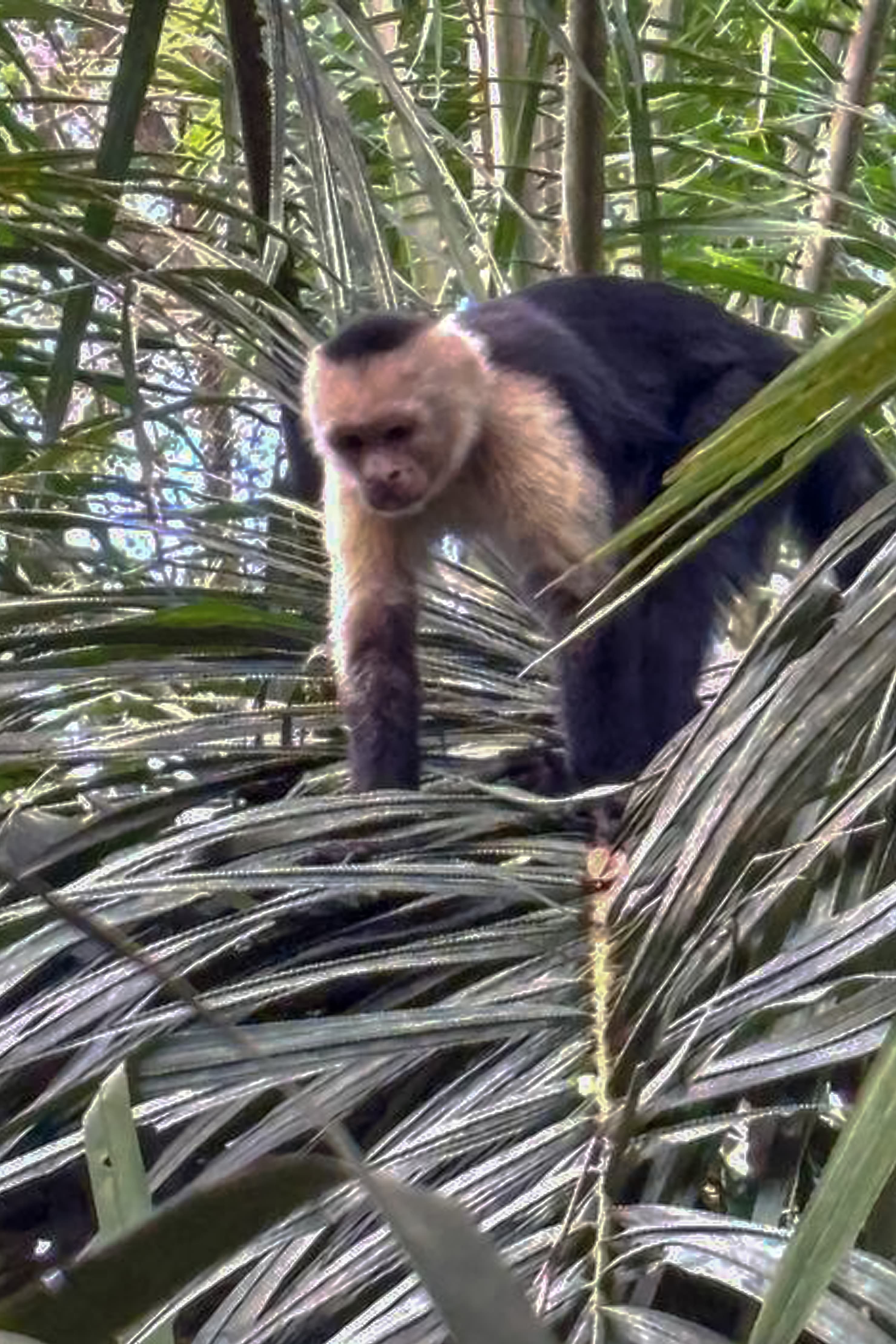 White-faced Capuchin Monkeys make their home behind the condo building. You can often see them movin