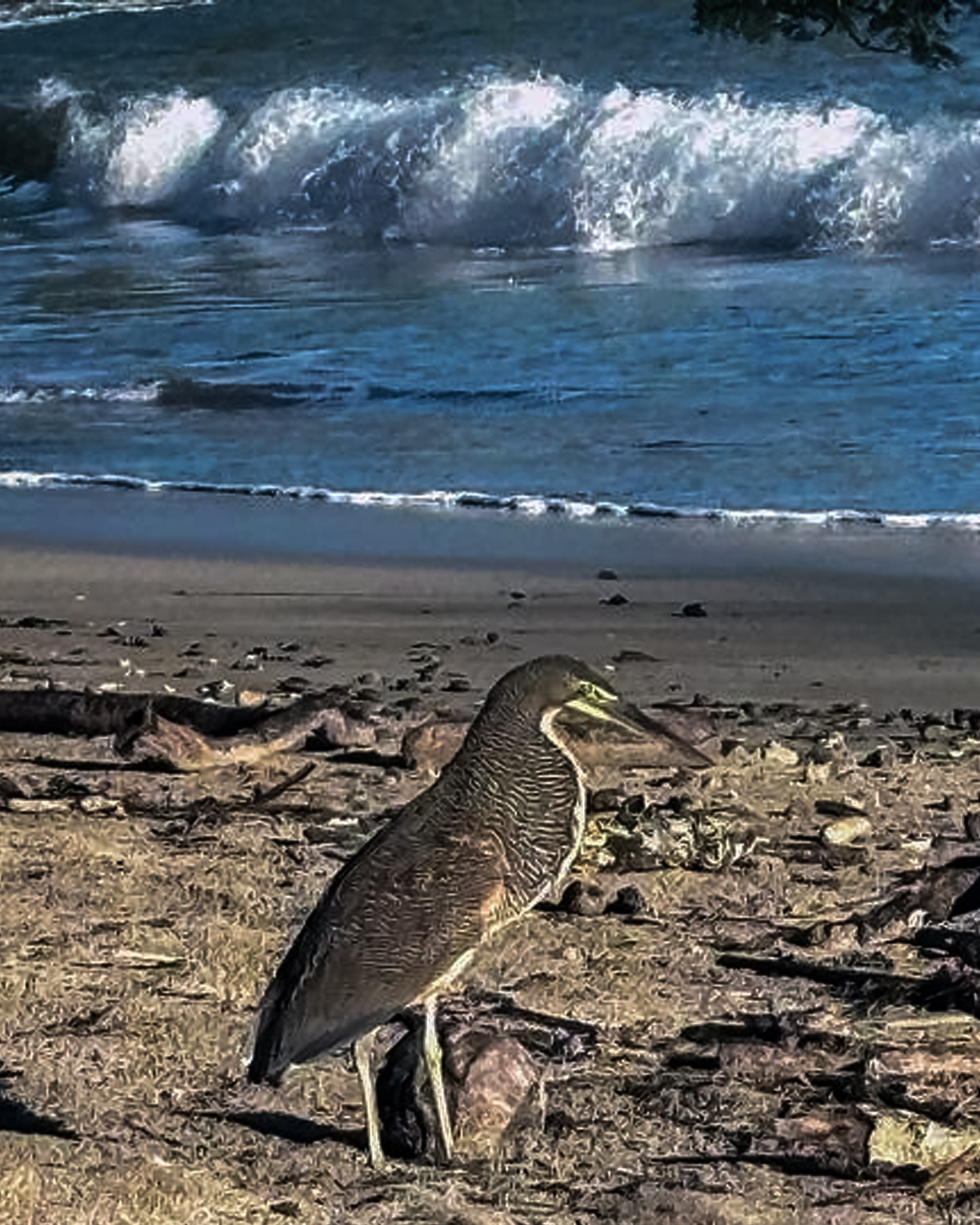 These herons are native to the Pacific coast, including the area around Punta Leona, Playa Mantas, a