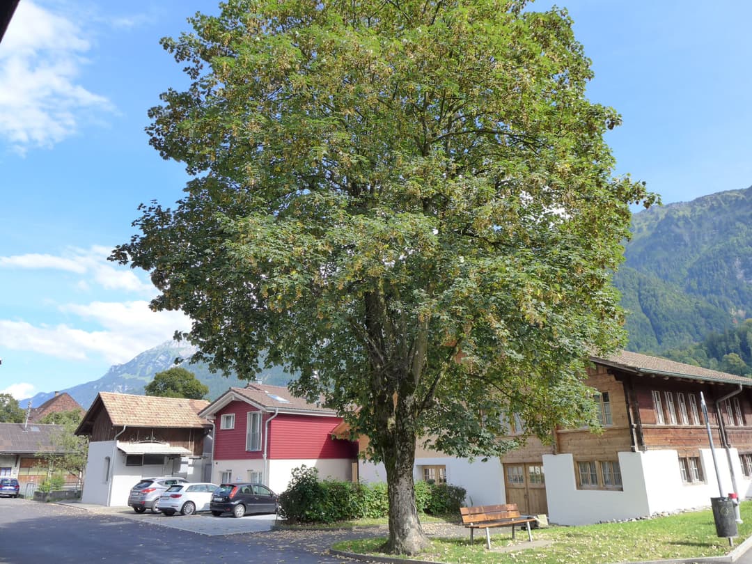 Large Image