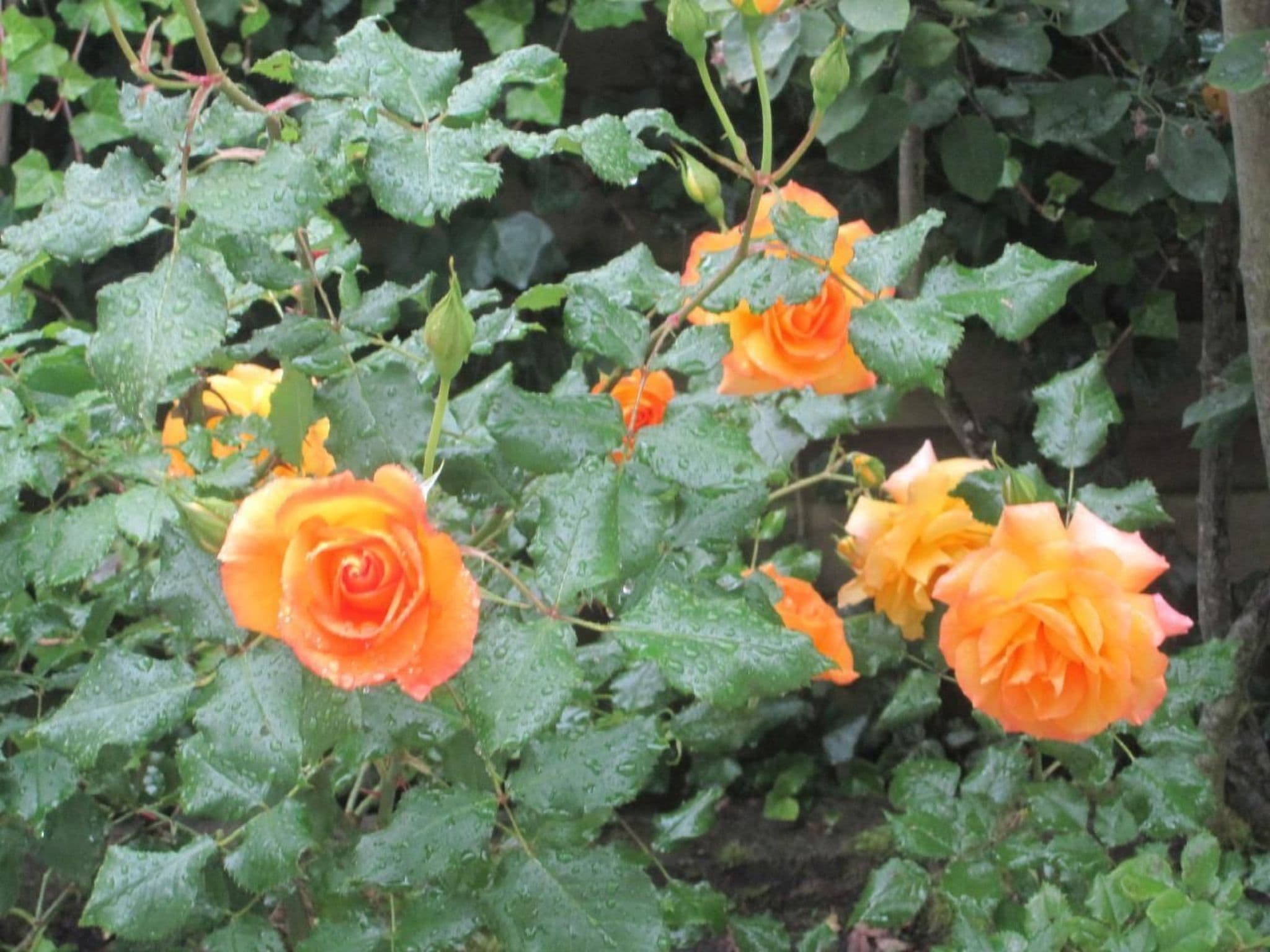 Gallery Image 32