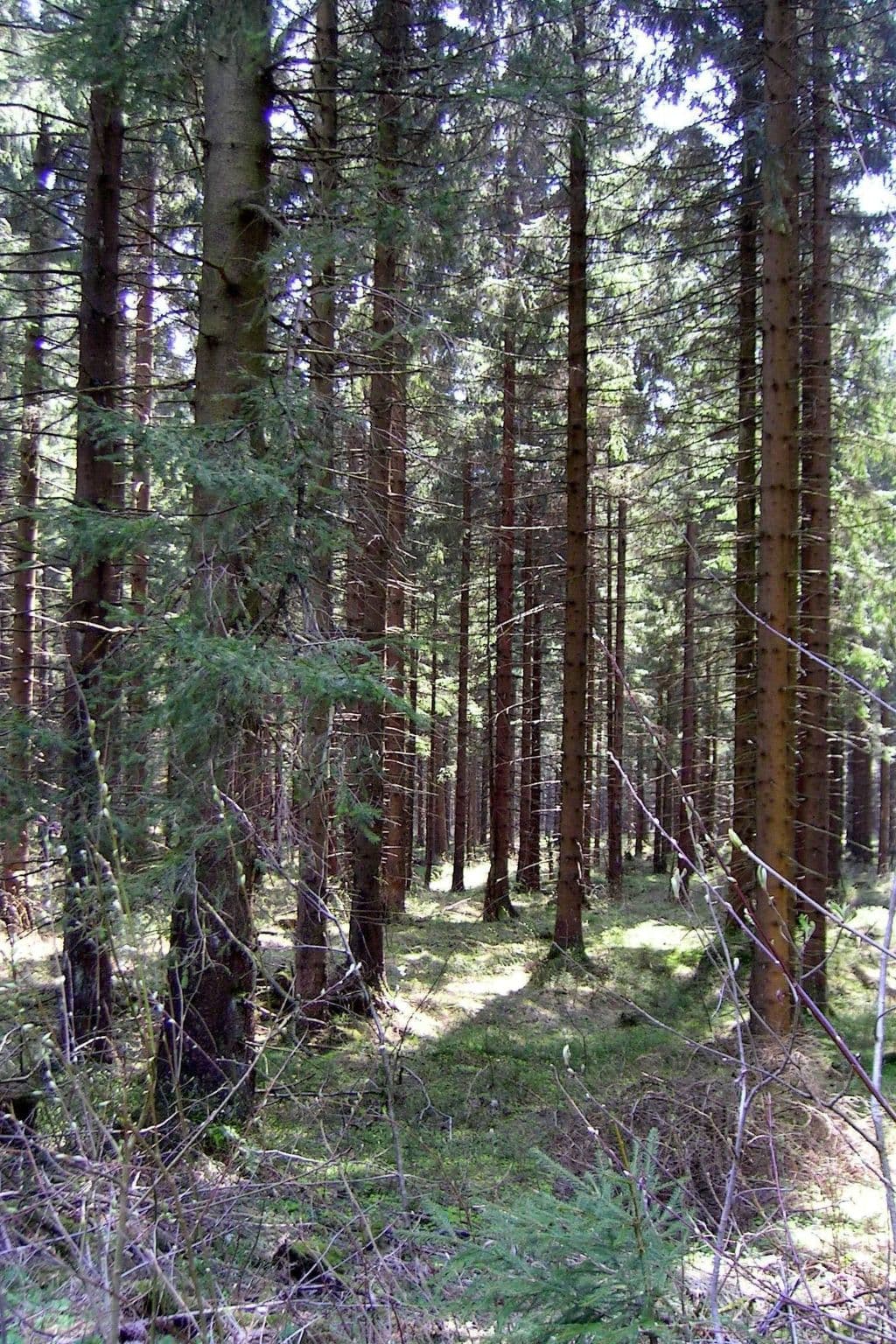 Gallery Image 10