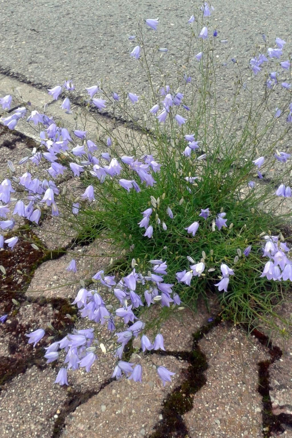 Gallery Image 21