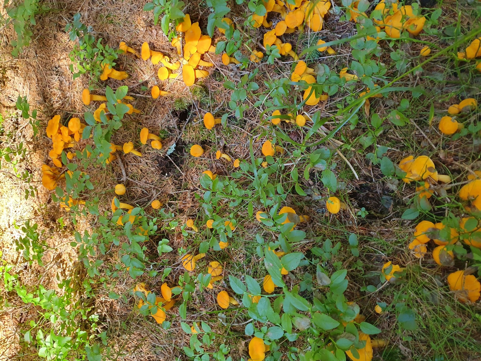 Gallery Image 42