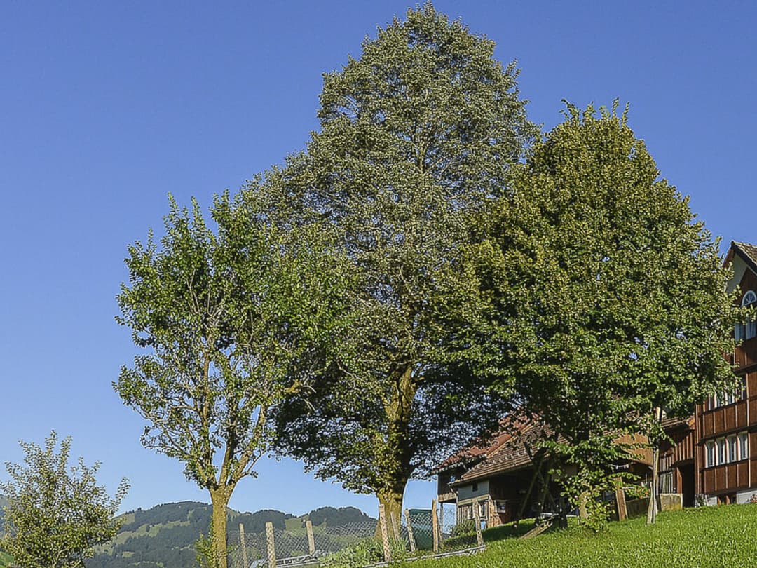 Large Image