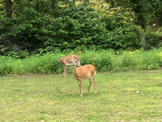 Deer