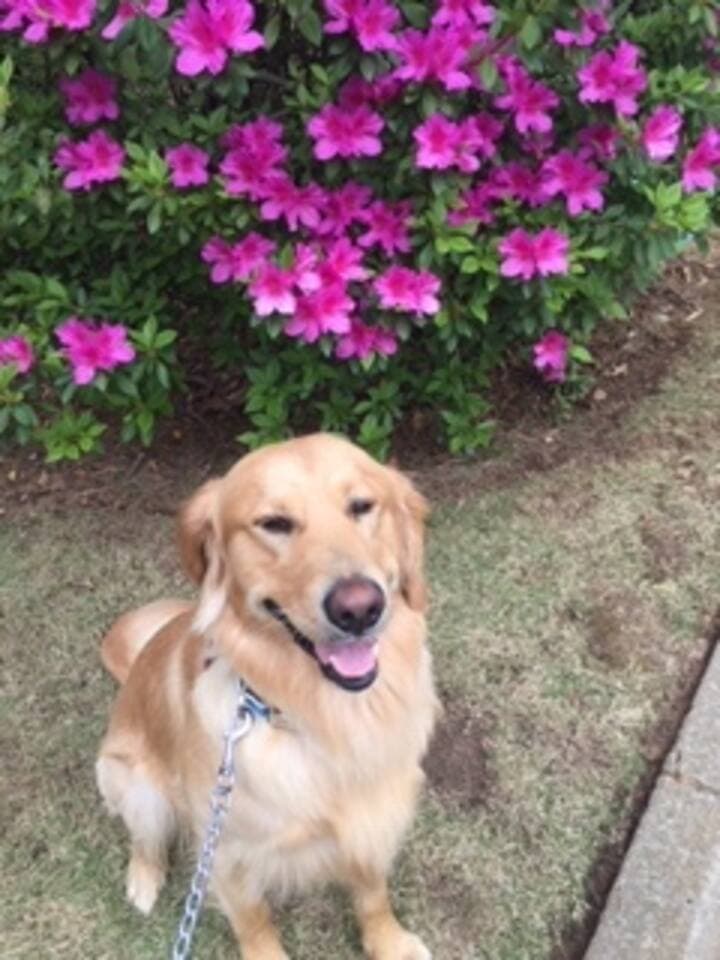 2pets welcome.  $75/night pet fee or $210 a 3nts.  We've dog bowls/treats.  No: pets on furniture/wet pets in home, use our crate when U leave 4 pets.  Walk pets off property&not on neighbor's adjoining vacant land to excrete.  CleanUp after pets.  