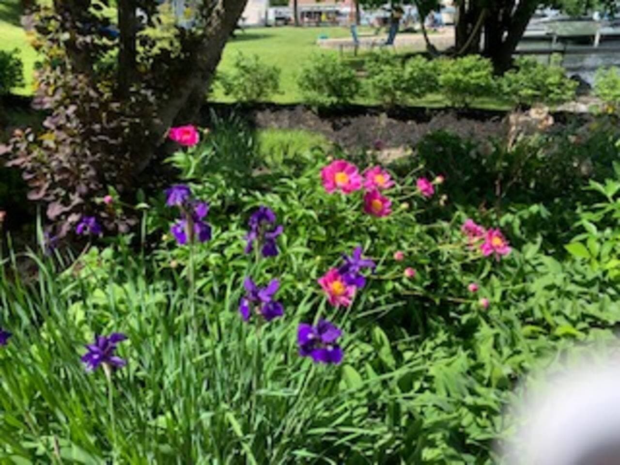 Garden view