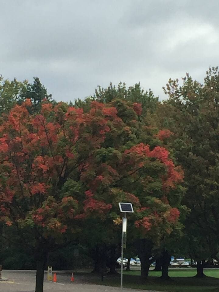 Changing leaf colors in the fall
