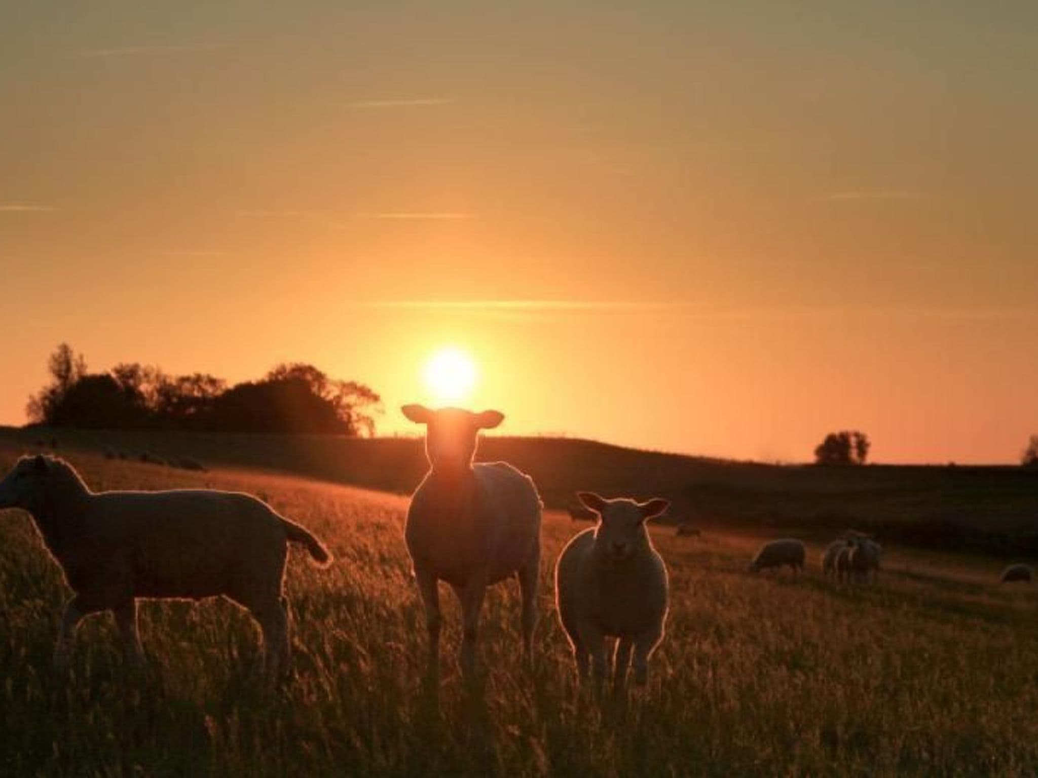 Gallery Image 37