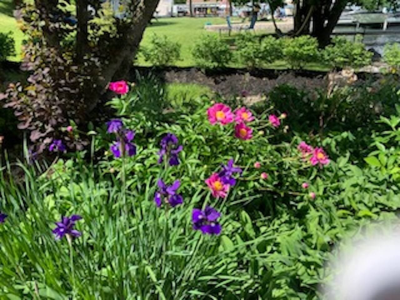 Outside garden in summer season