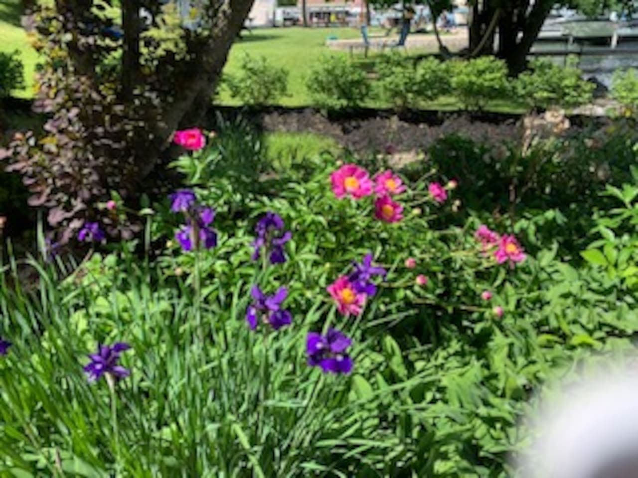 Garden view