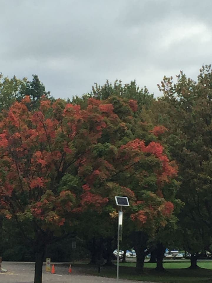 Changing leaf colors in the fall
