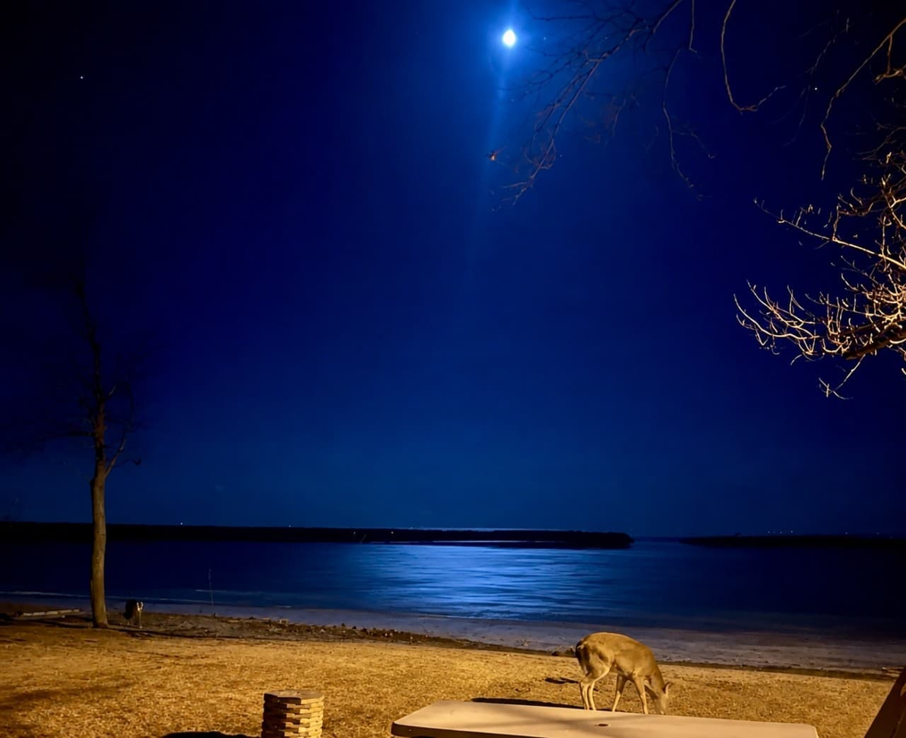 Cozy Home I Moonlight and deer view over the lake.png