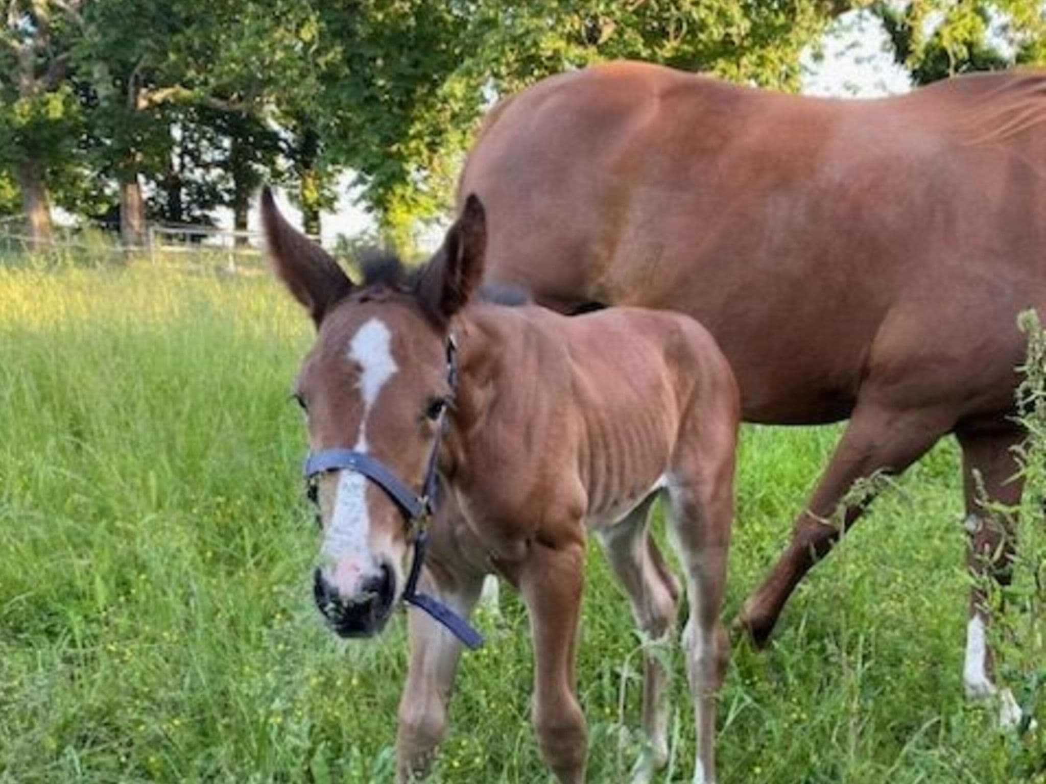 Mood