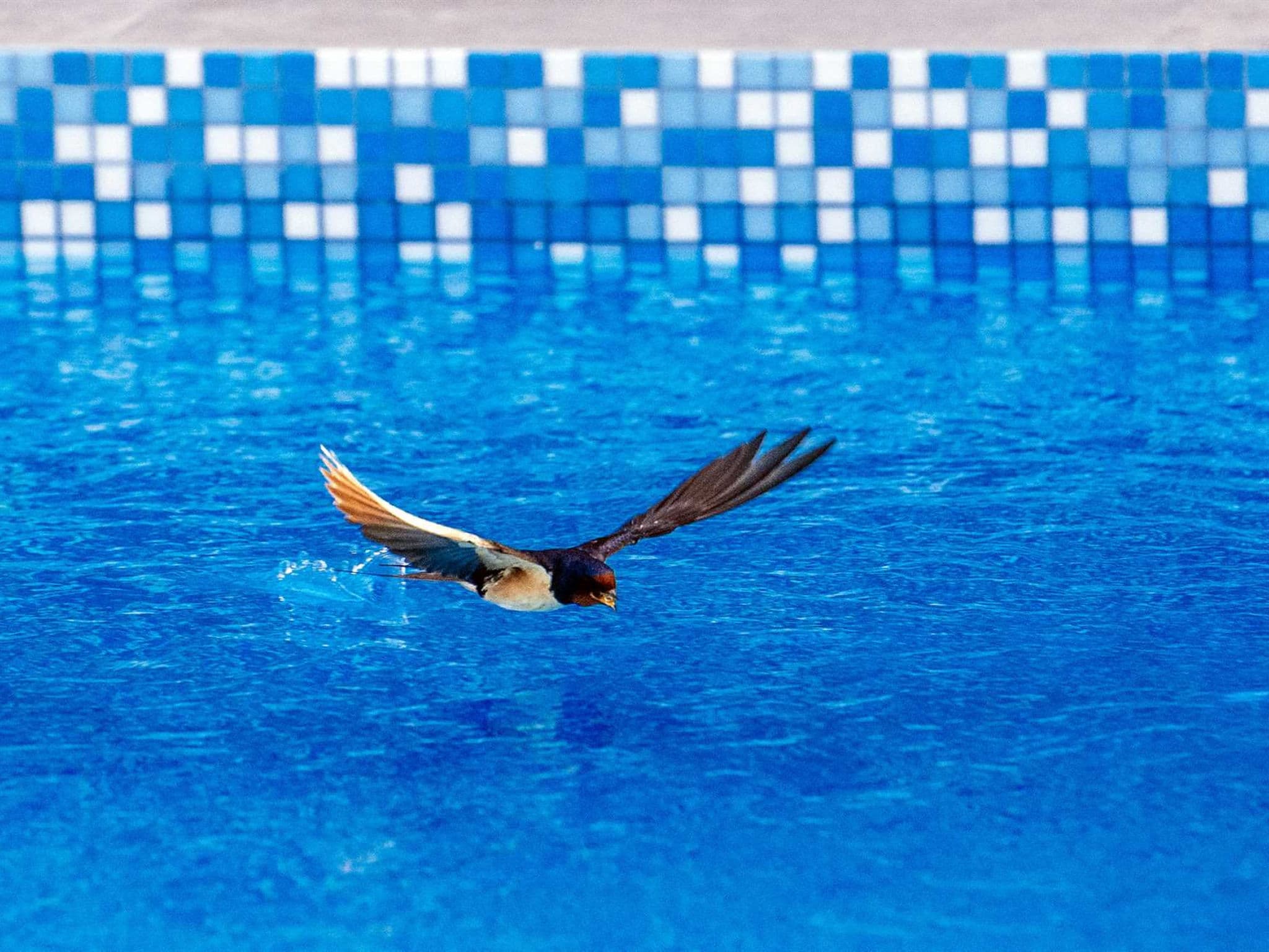Pool Indoor