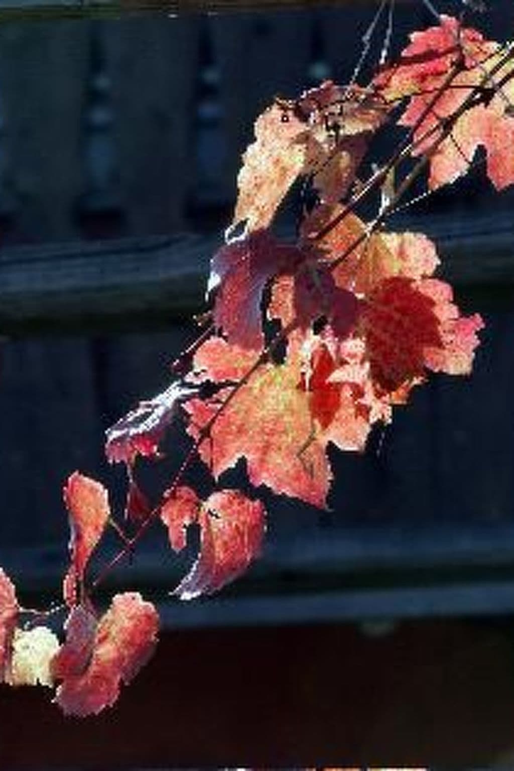 Gallery Image 13