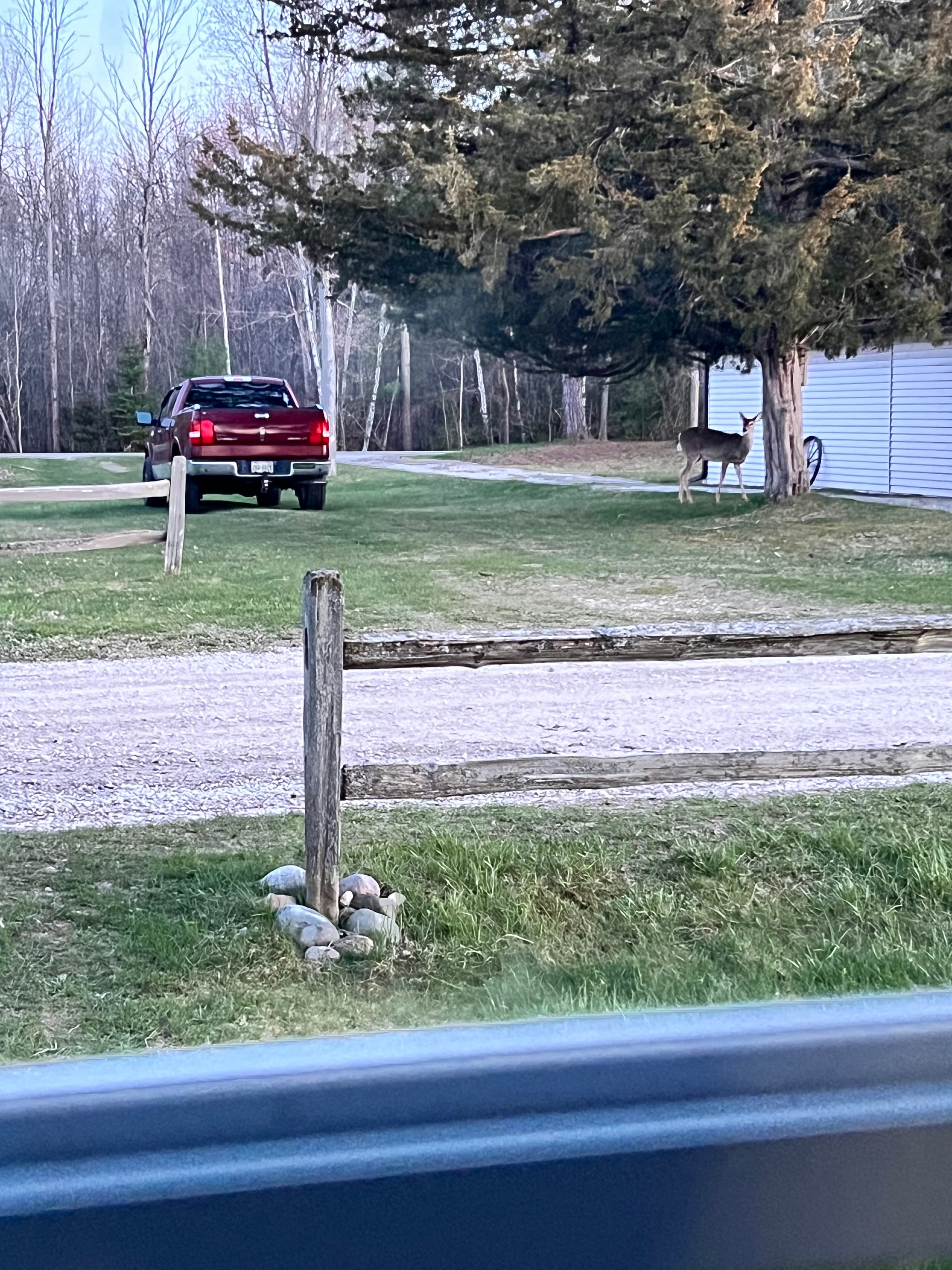 Deer 