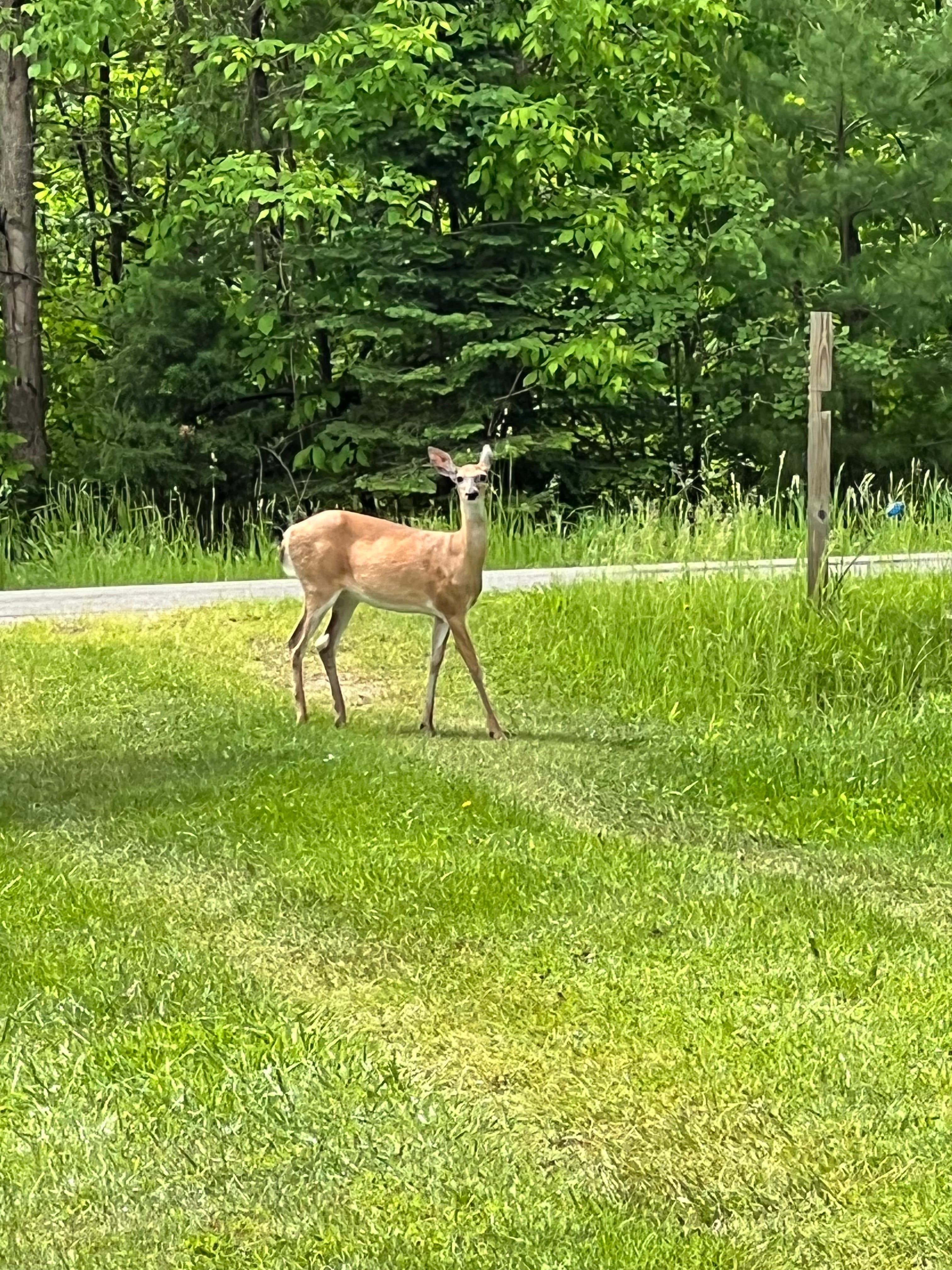 Deer