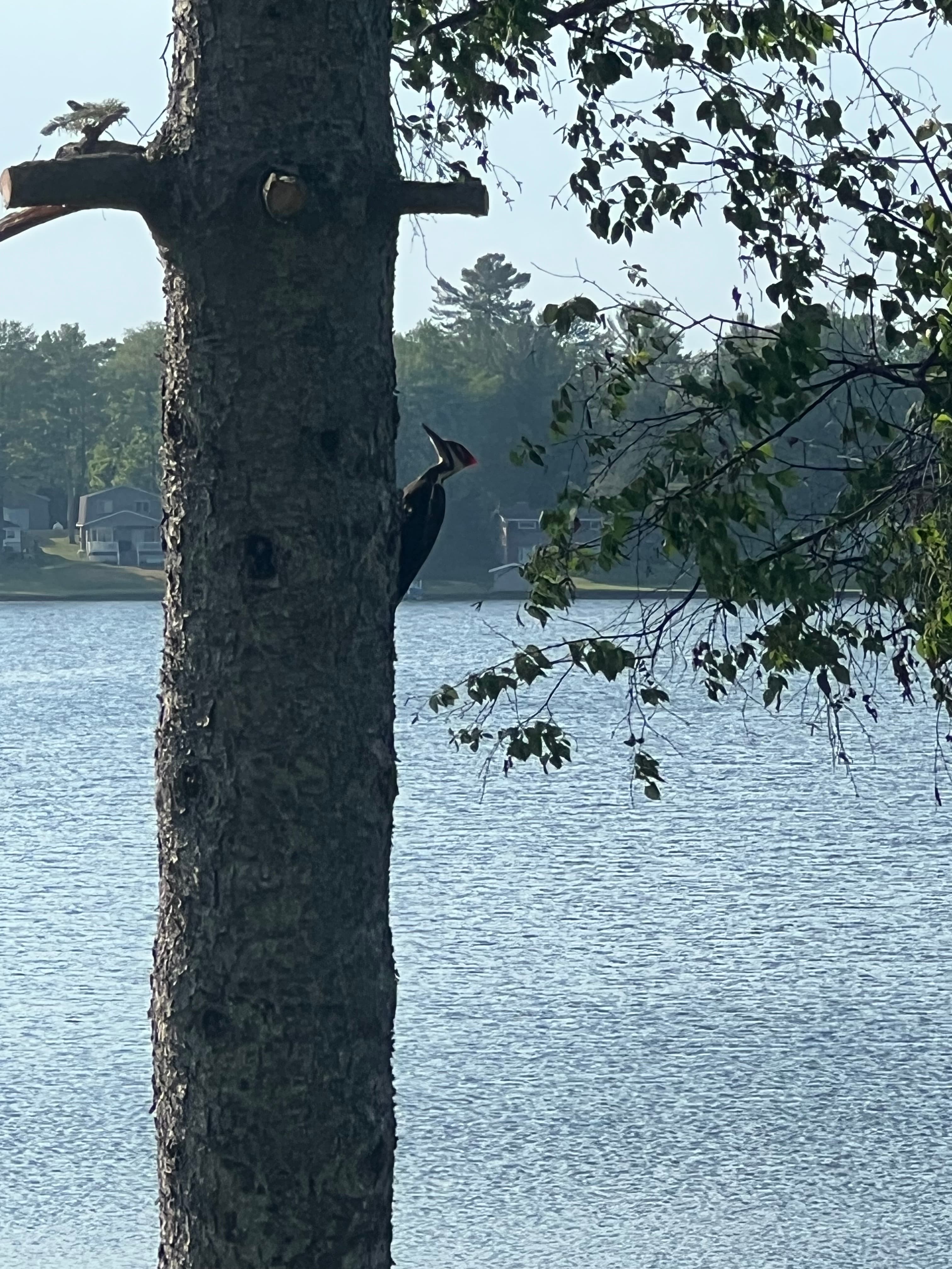 Woodpecker