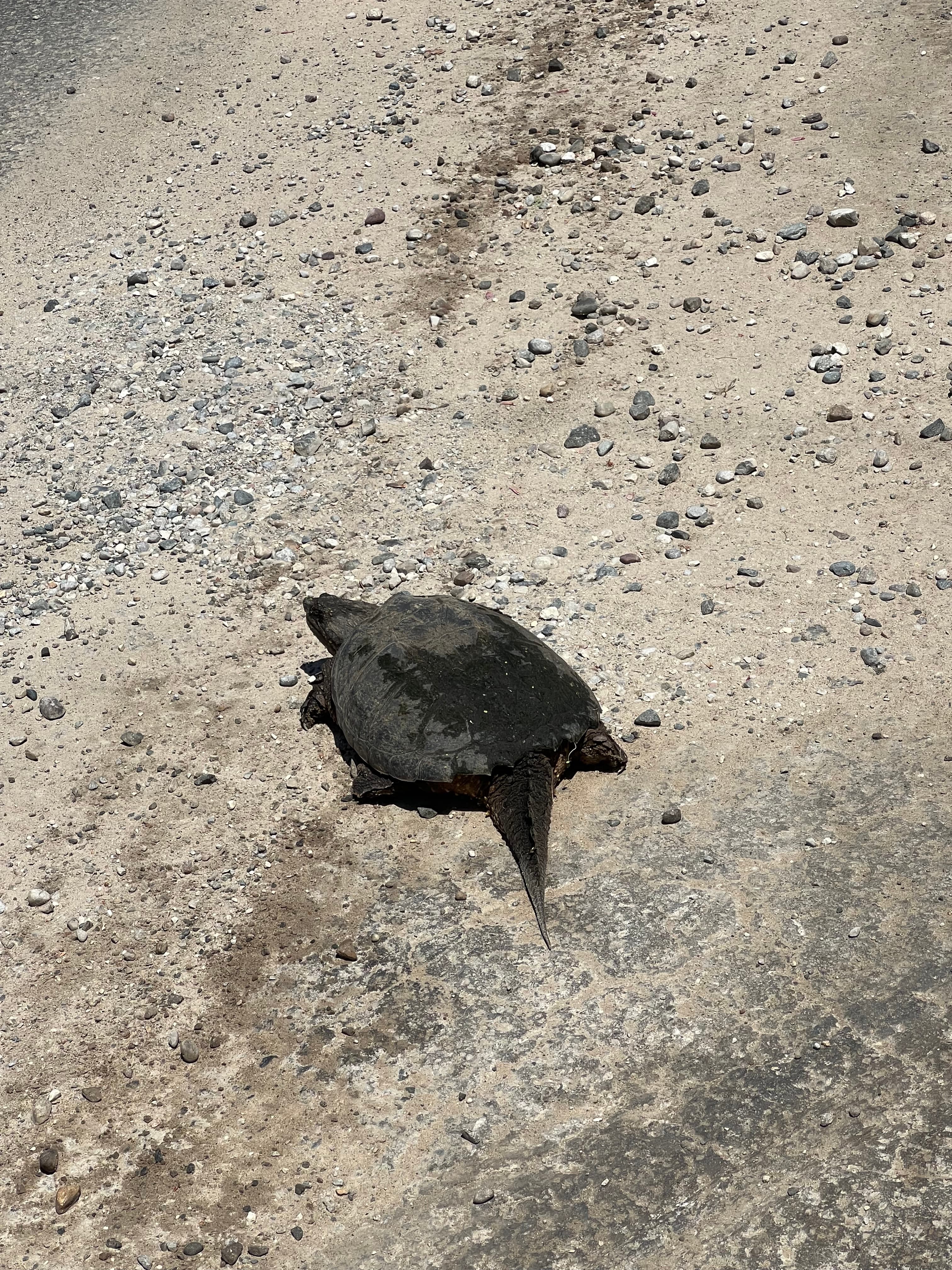 Turtle