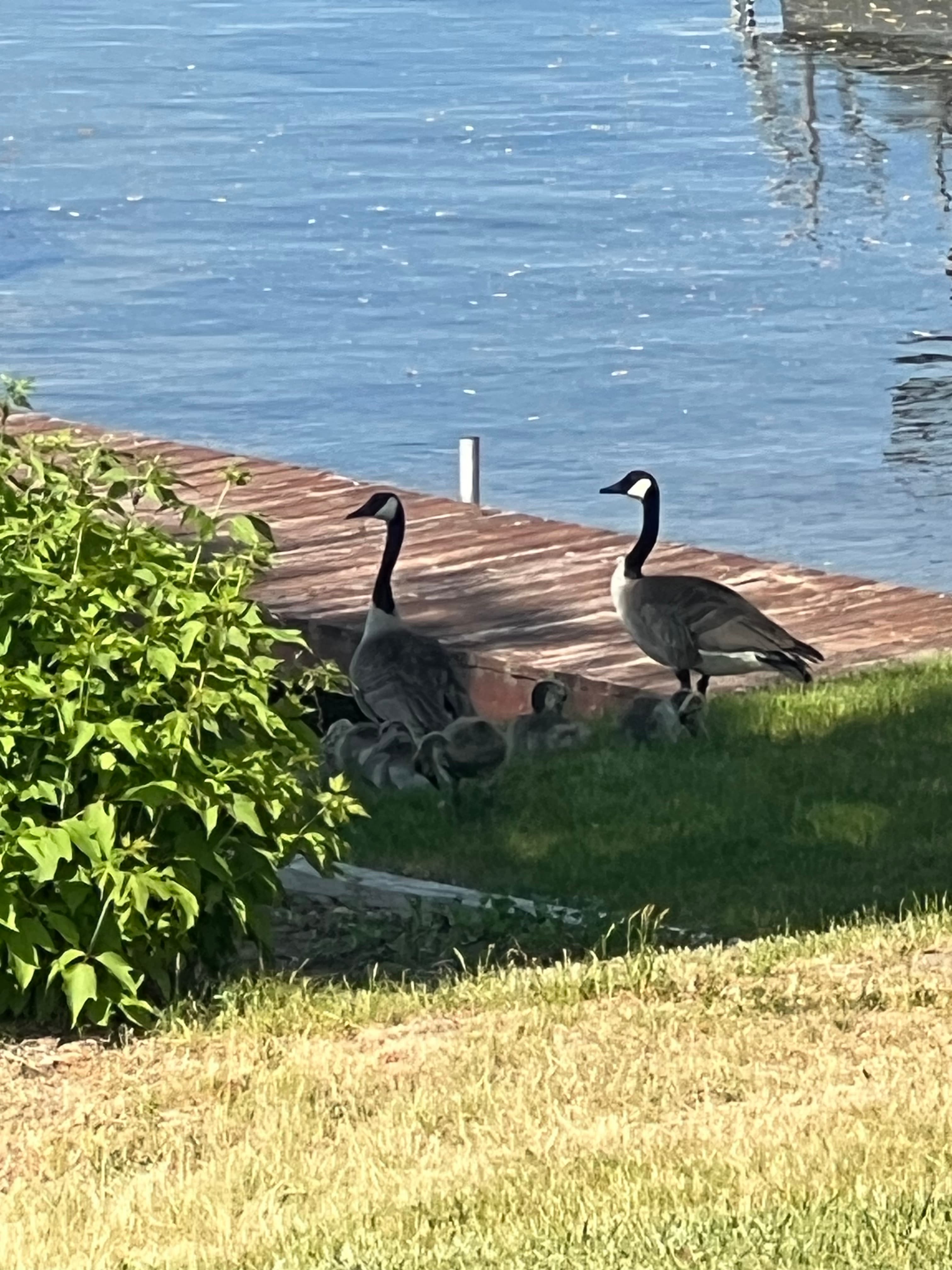 Geese