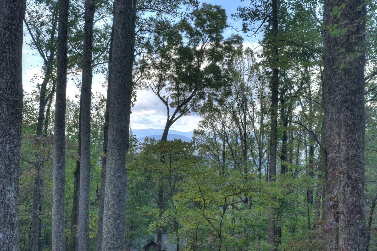 Gallery Image 52