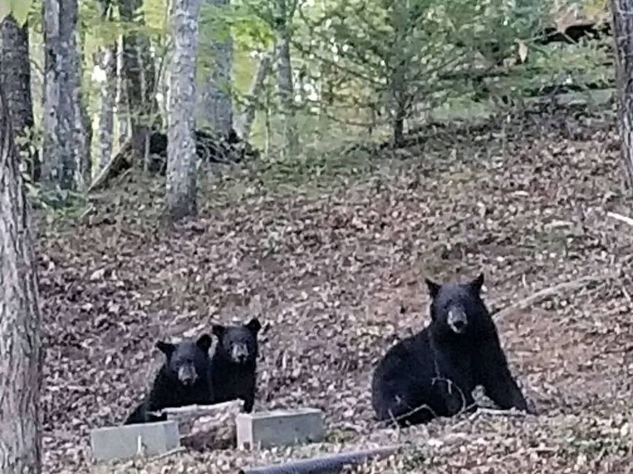 If you're lucky, you might see some of the black bears that the Smoky Mountains are famous for!