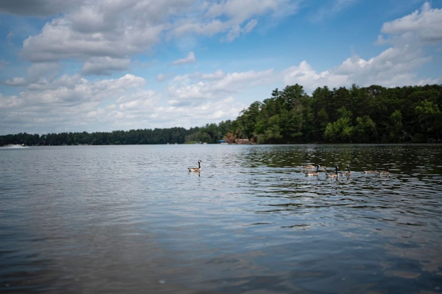 Wild life views of eagles, ducks, geese and more!