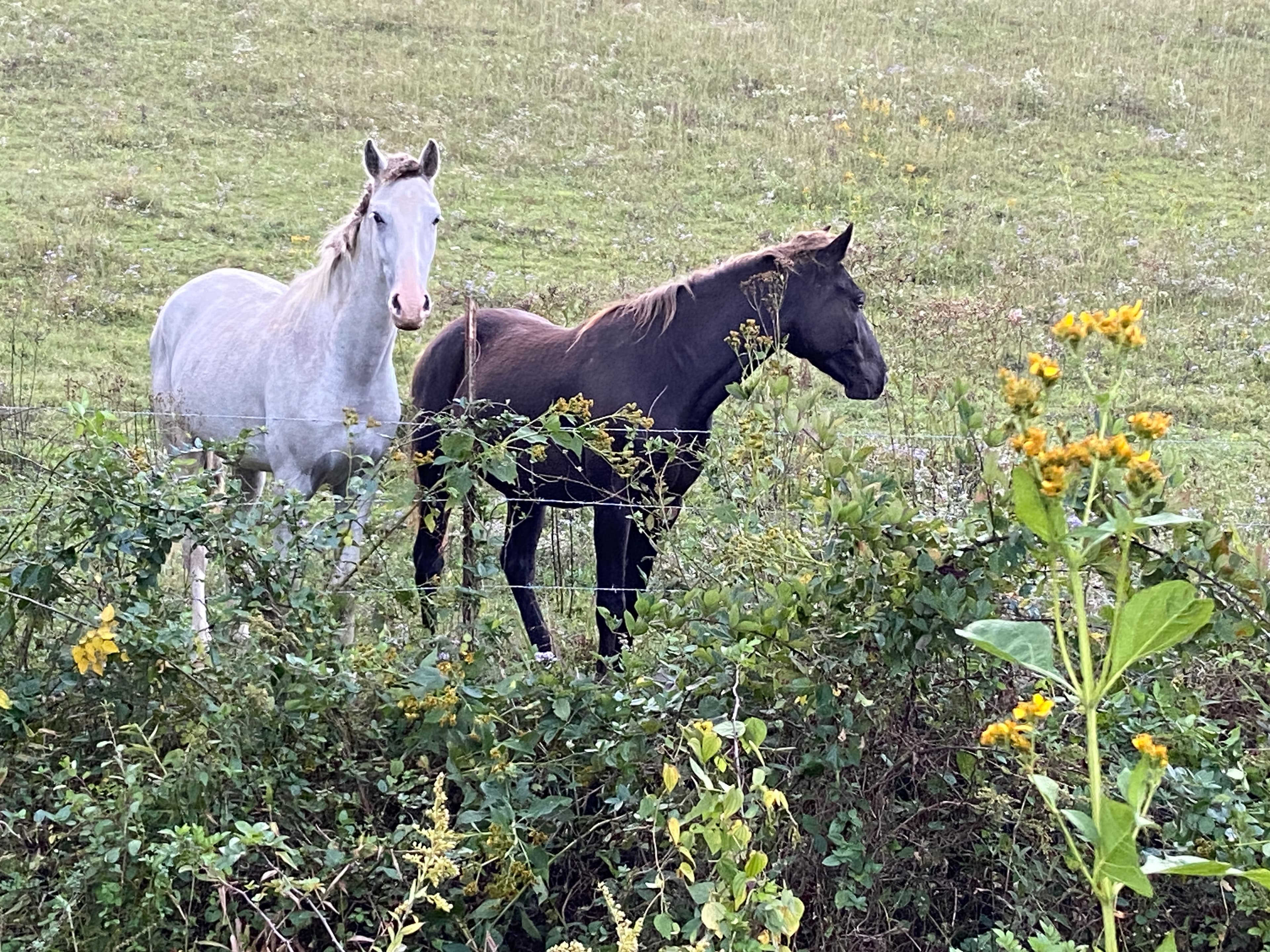 Horses Nearby