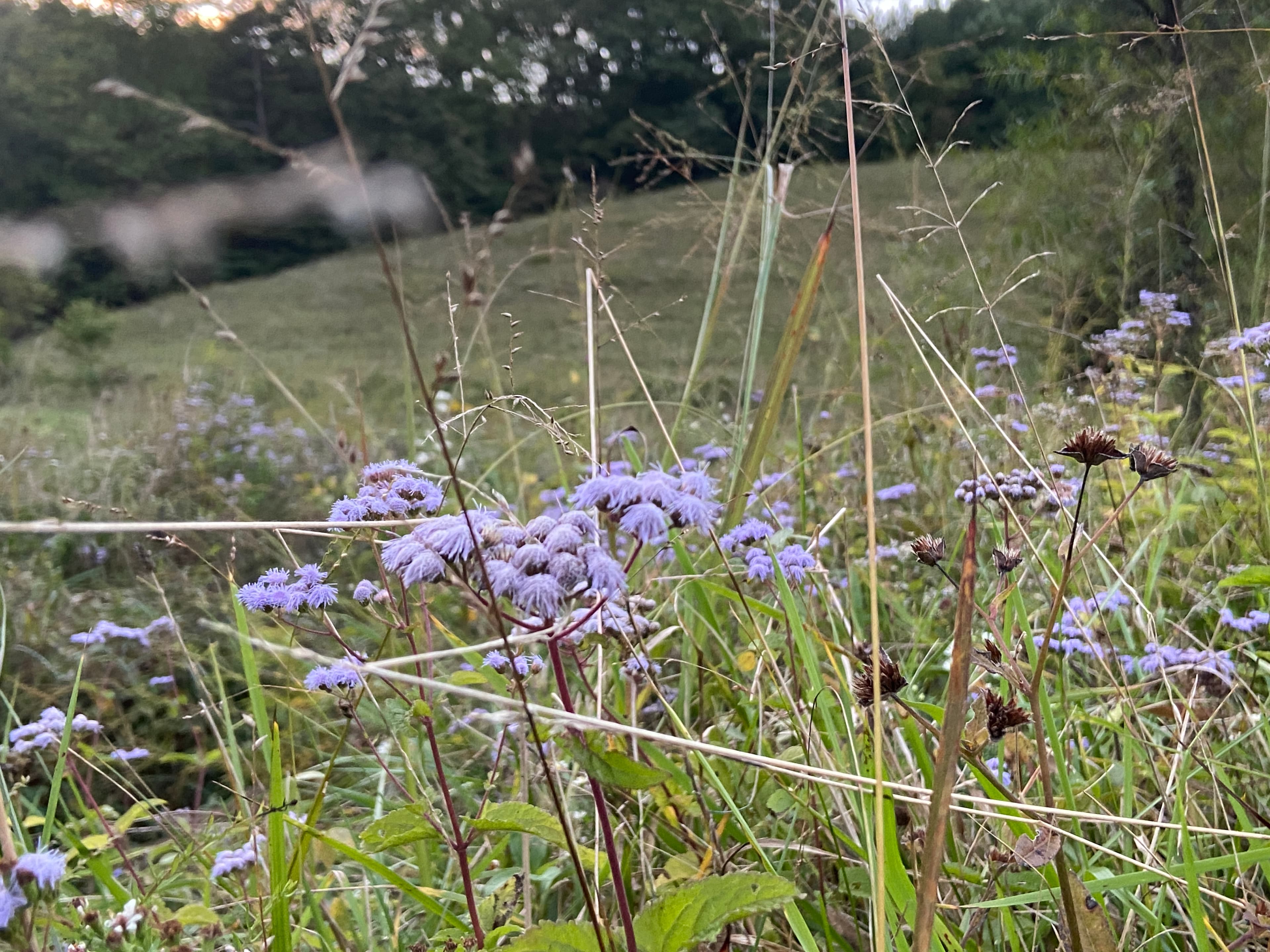 Nature