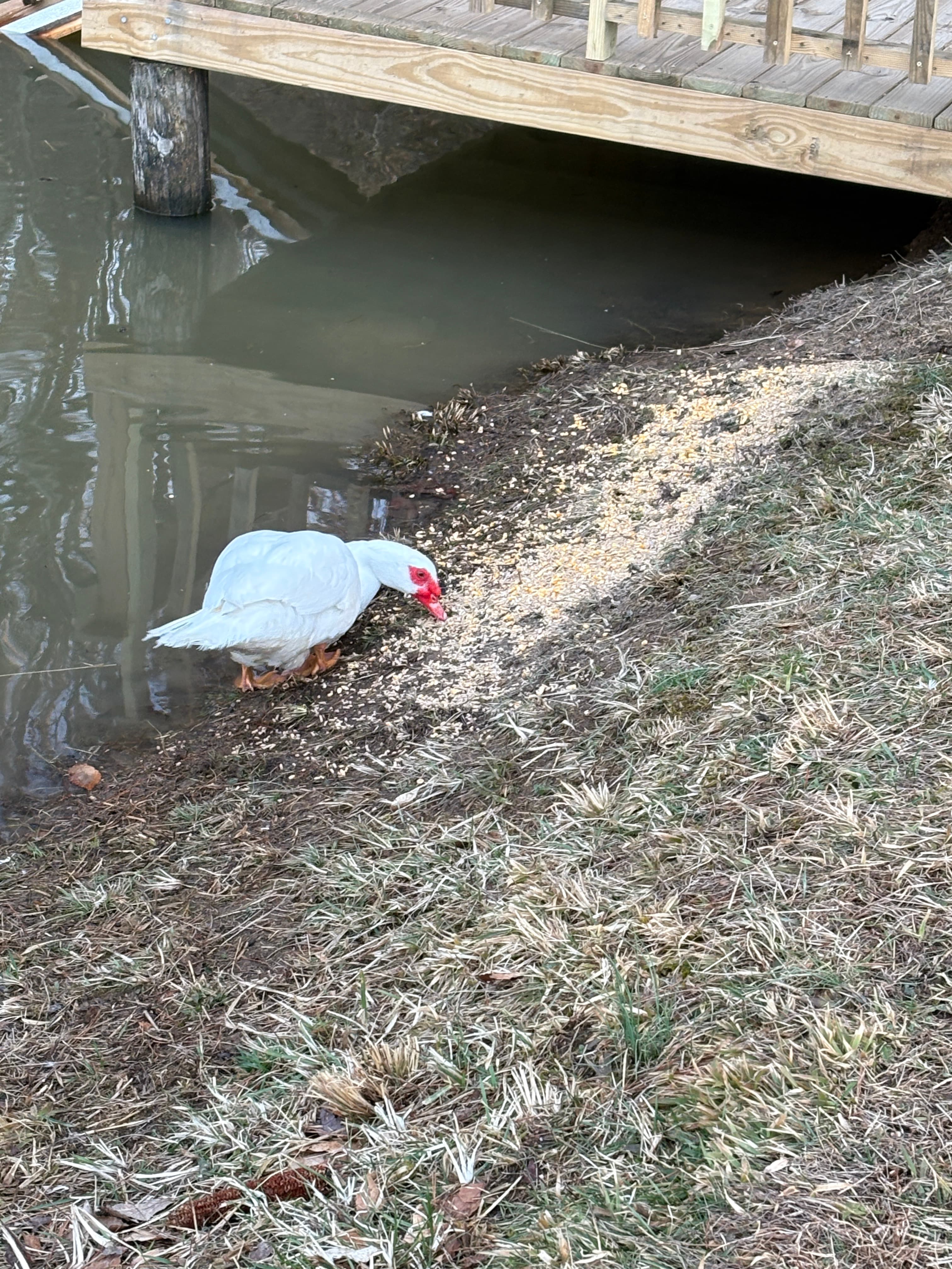 Ducks