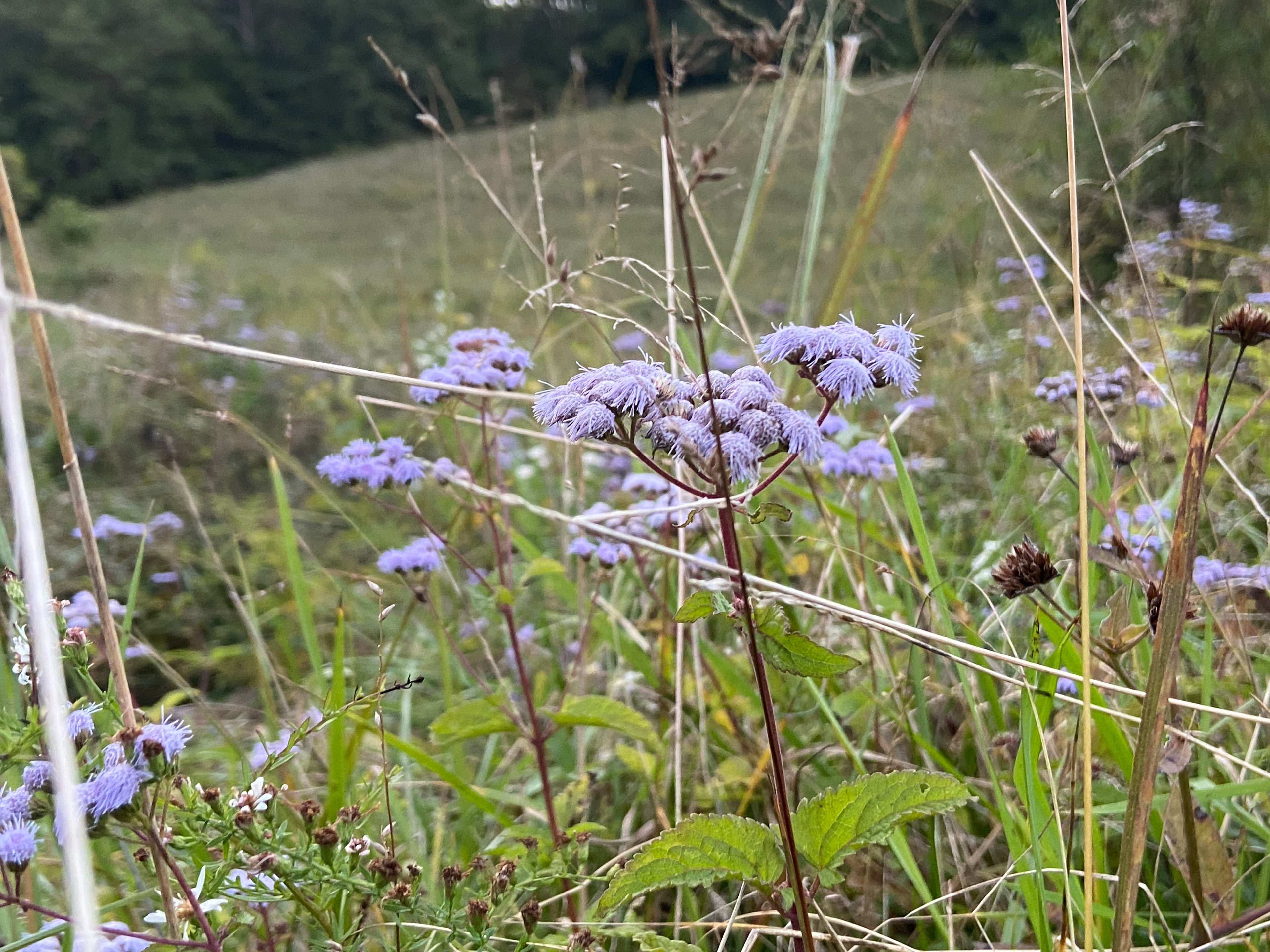 Nature