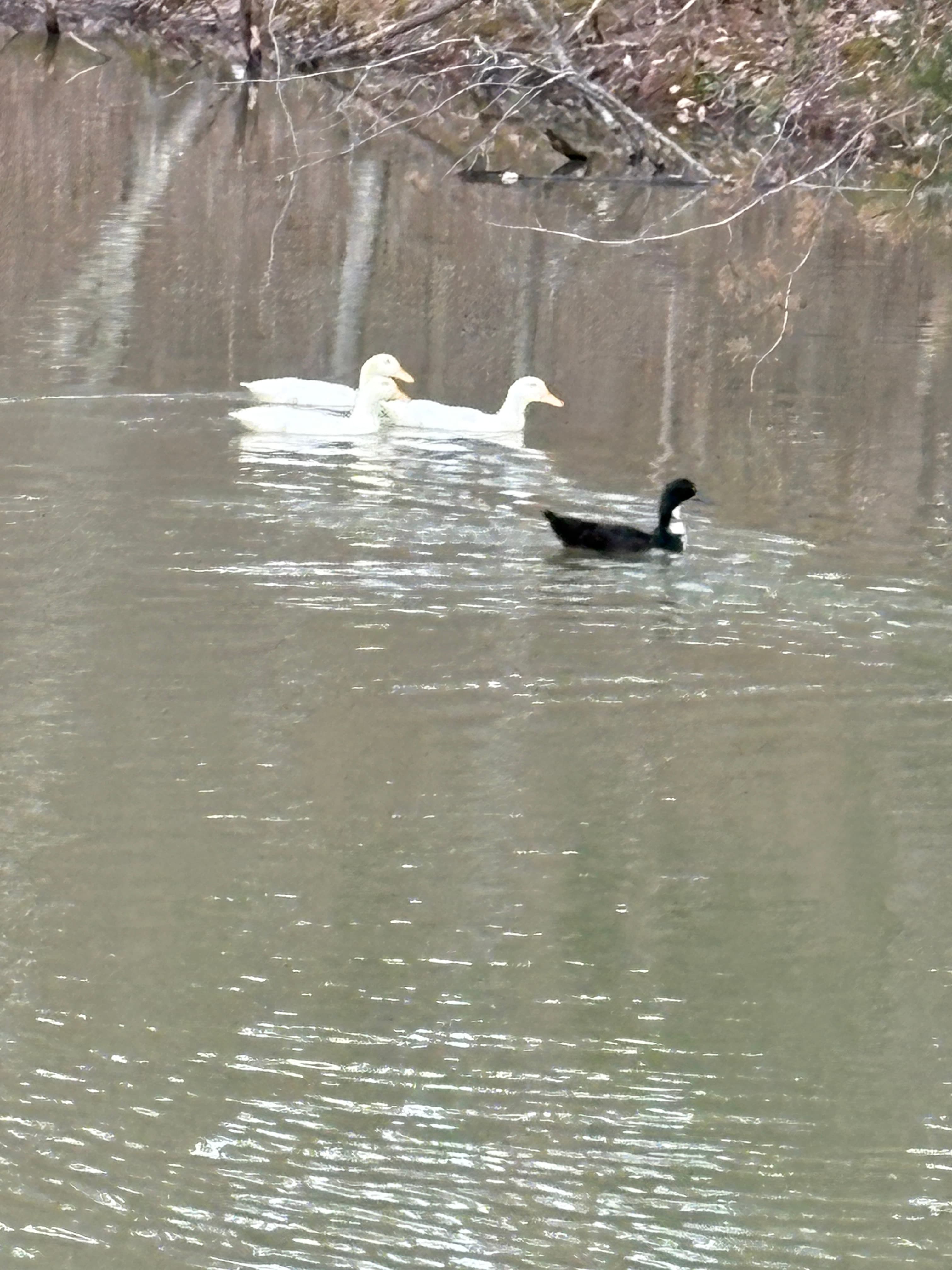 Ducks