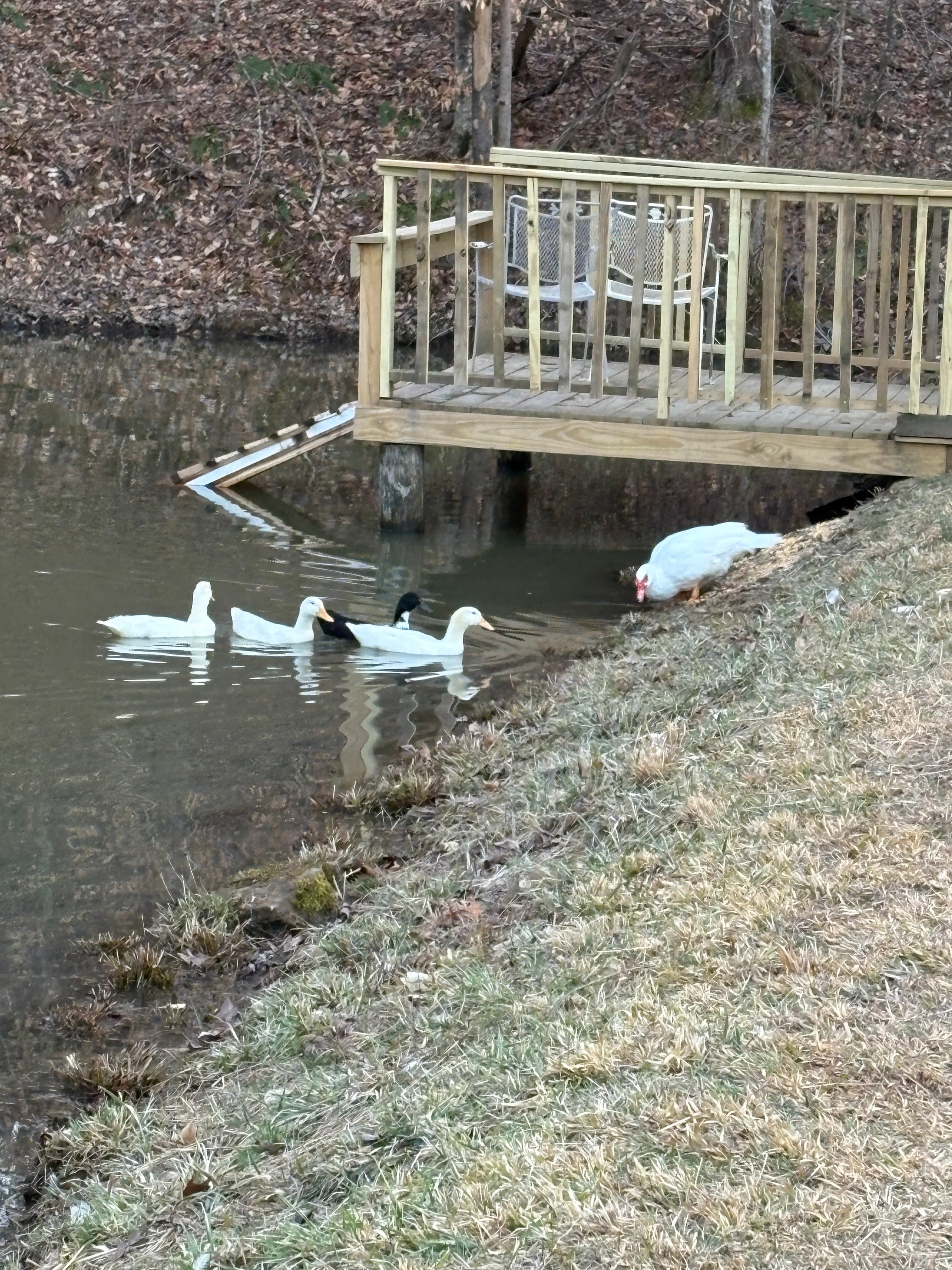 Ducks