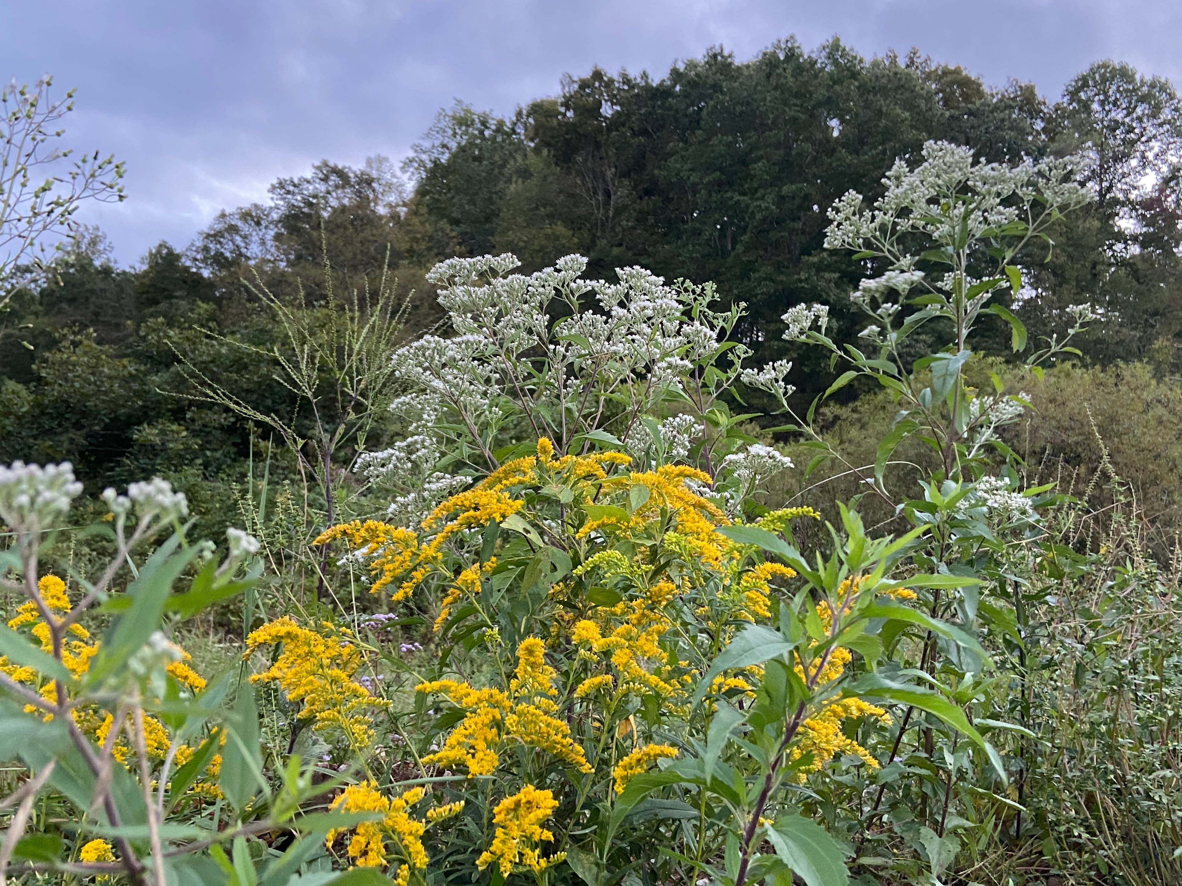 Flowers In The Holler