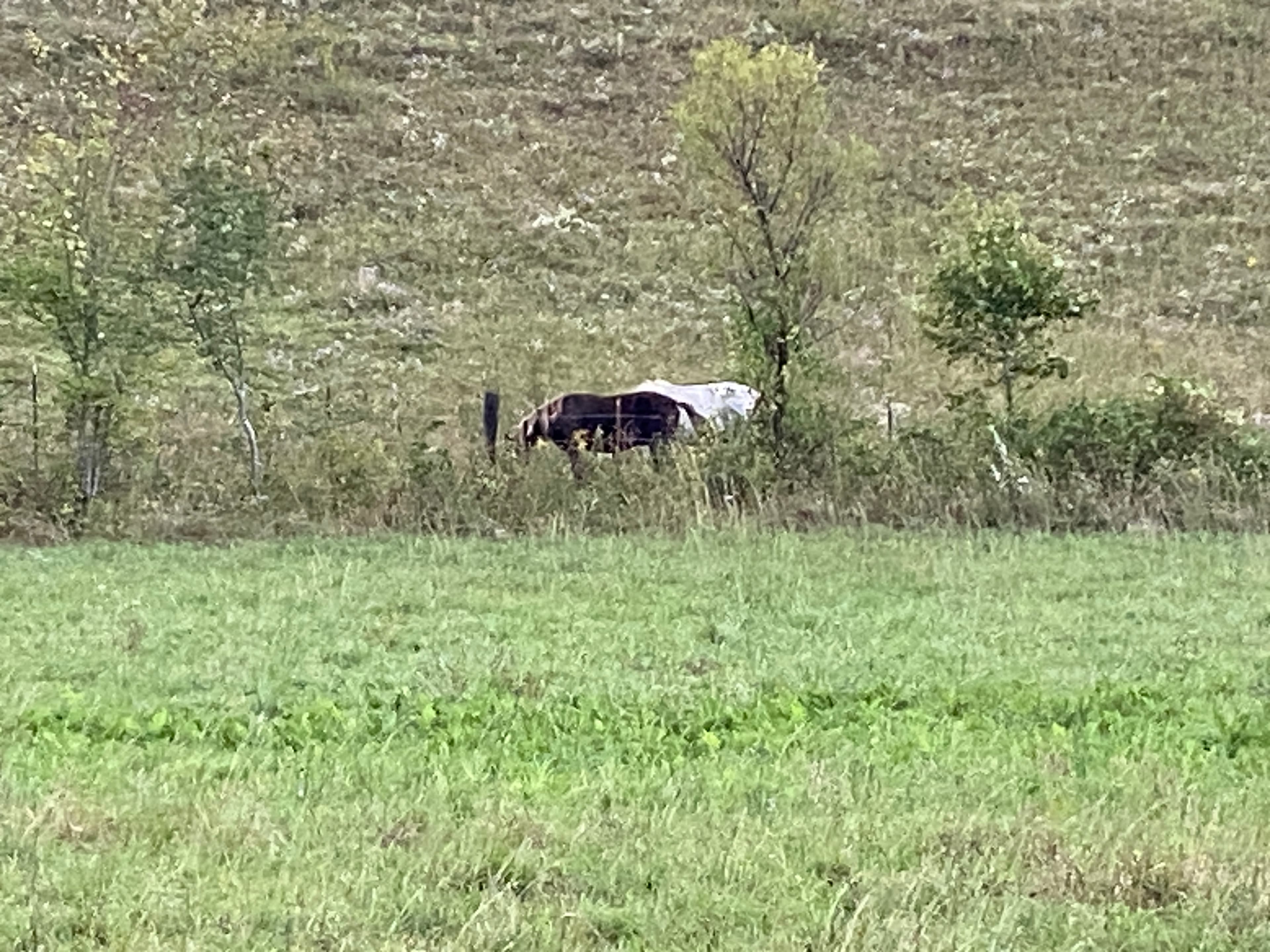 Horses Nearby
