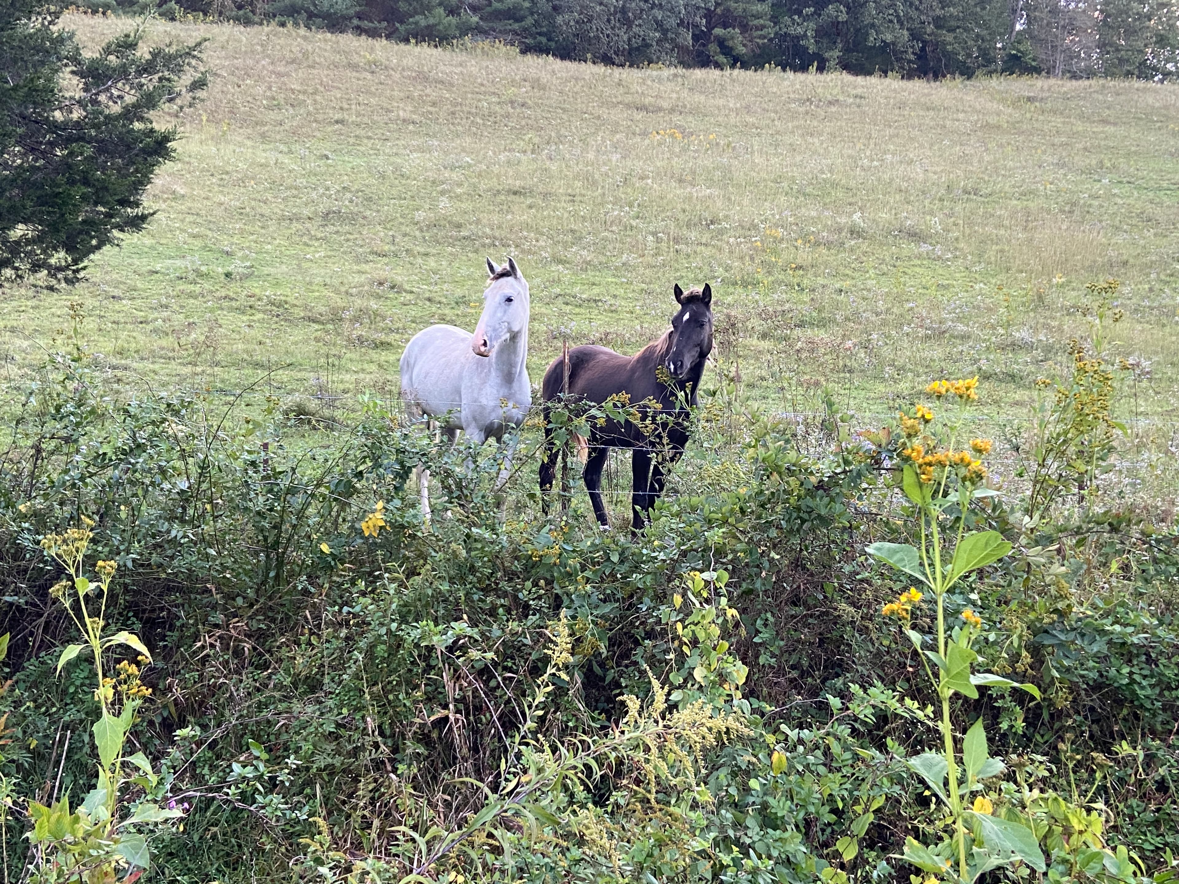 Horses Nearby