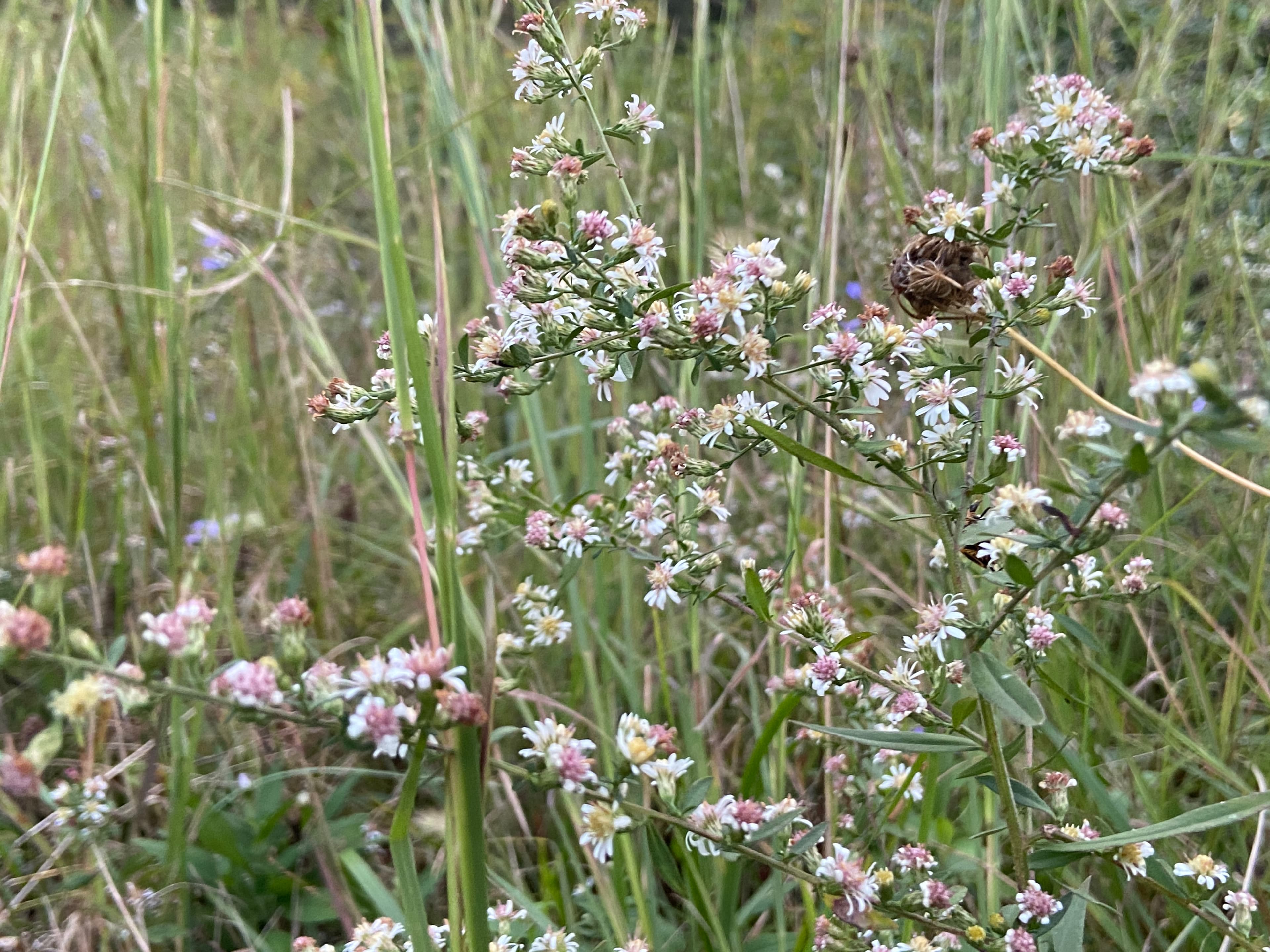 Flowers In The Holler