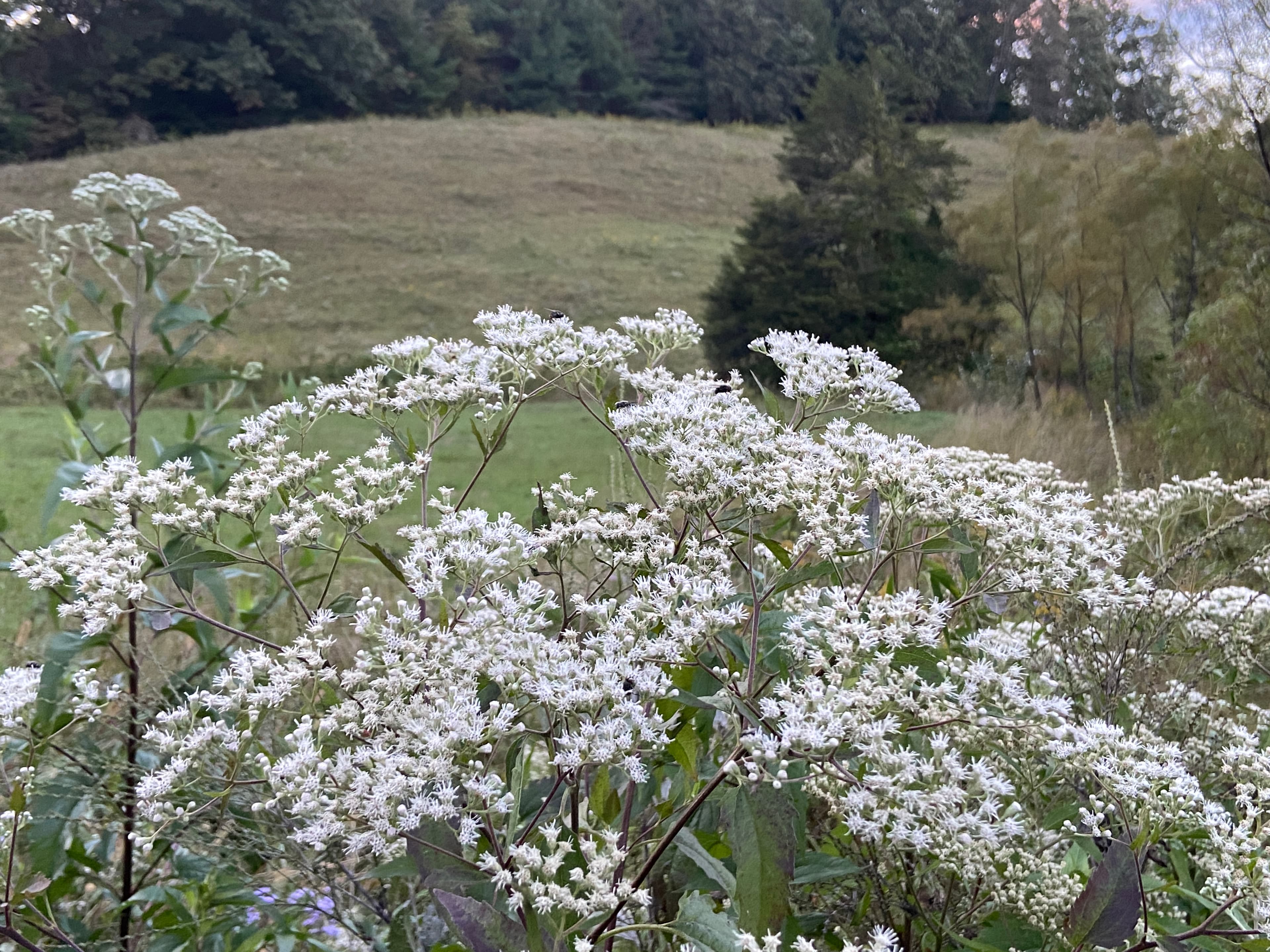 Flowers In The Holler