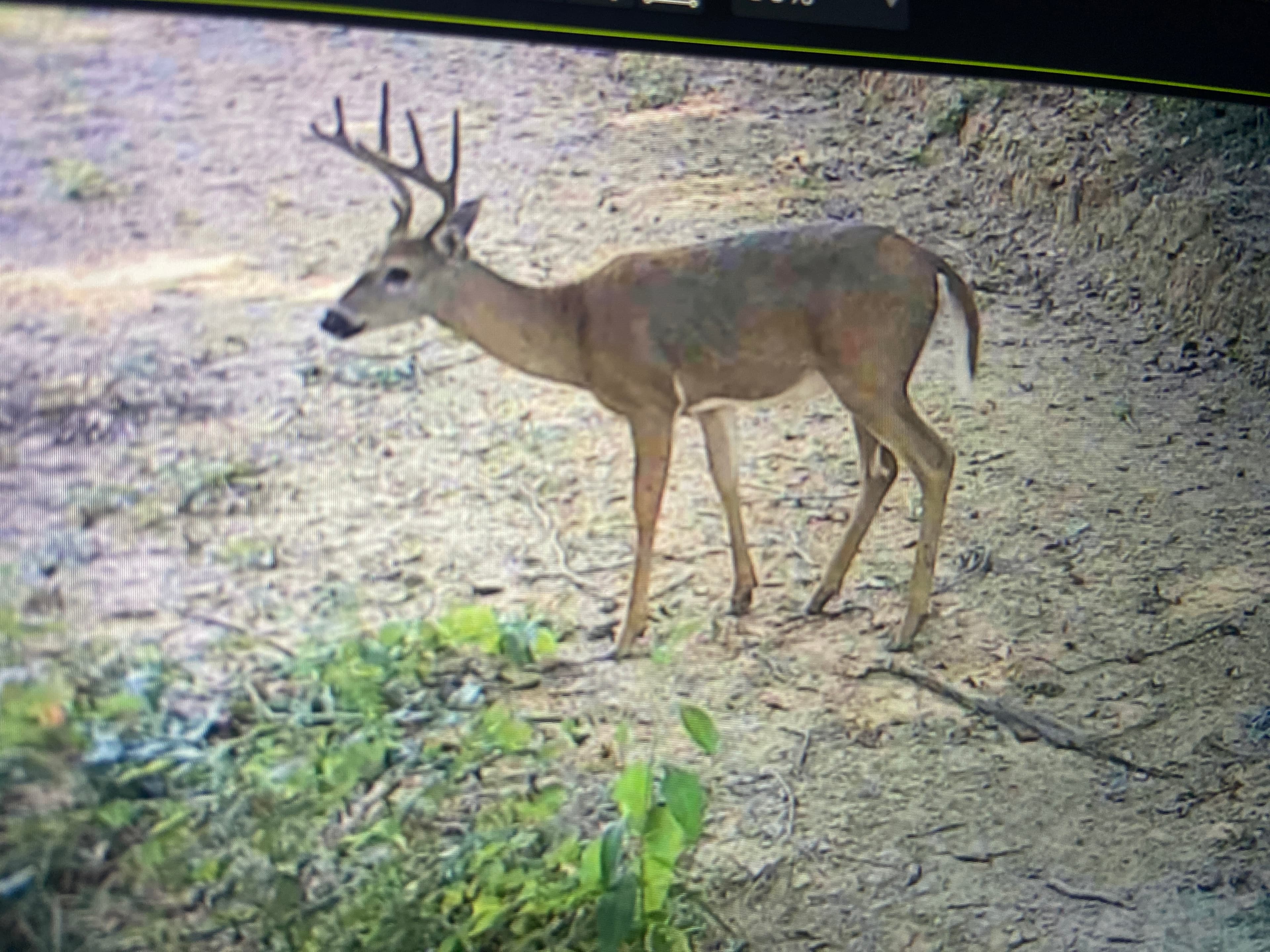 Abundant Wildlife