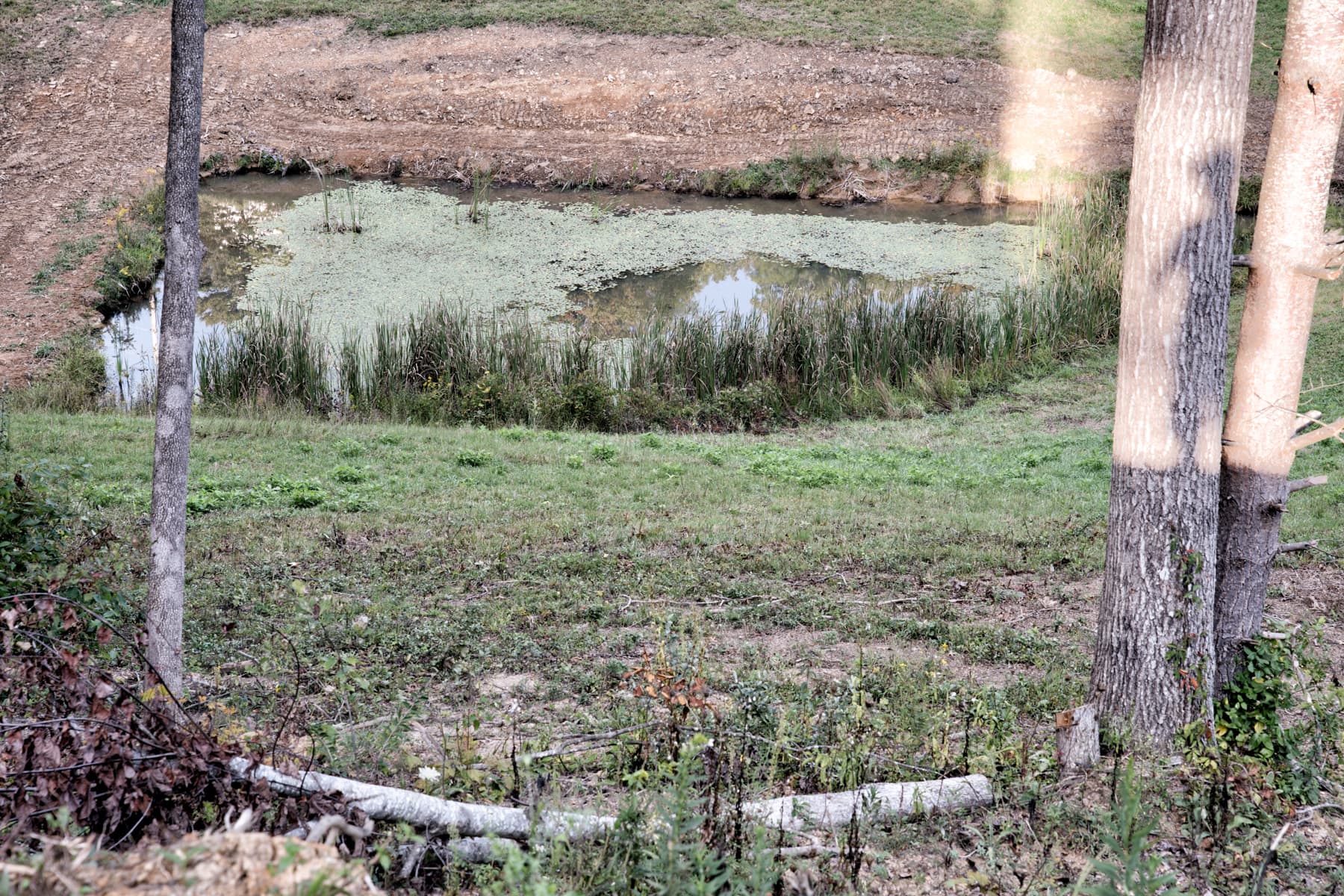 Pond