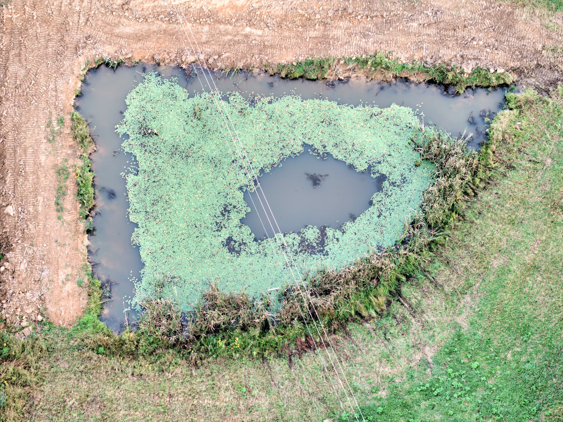 Pond